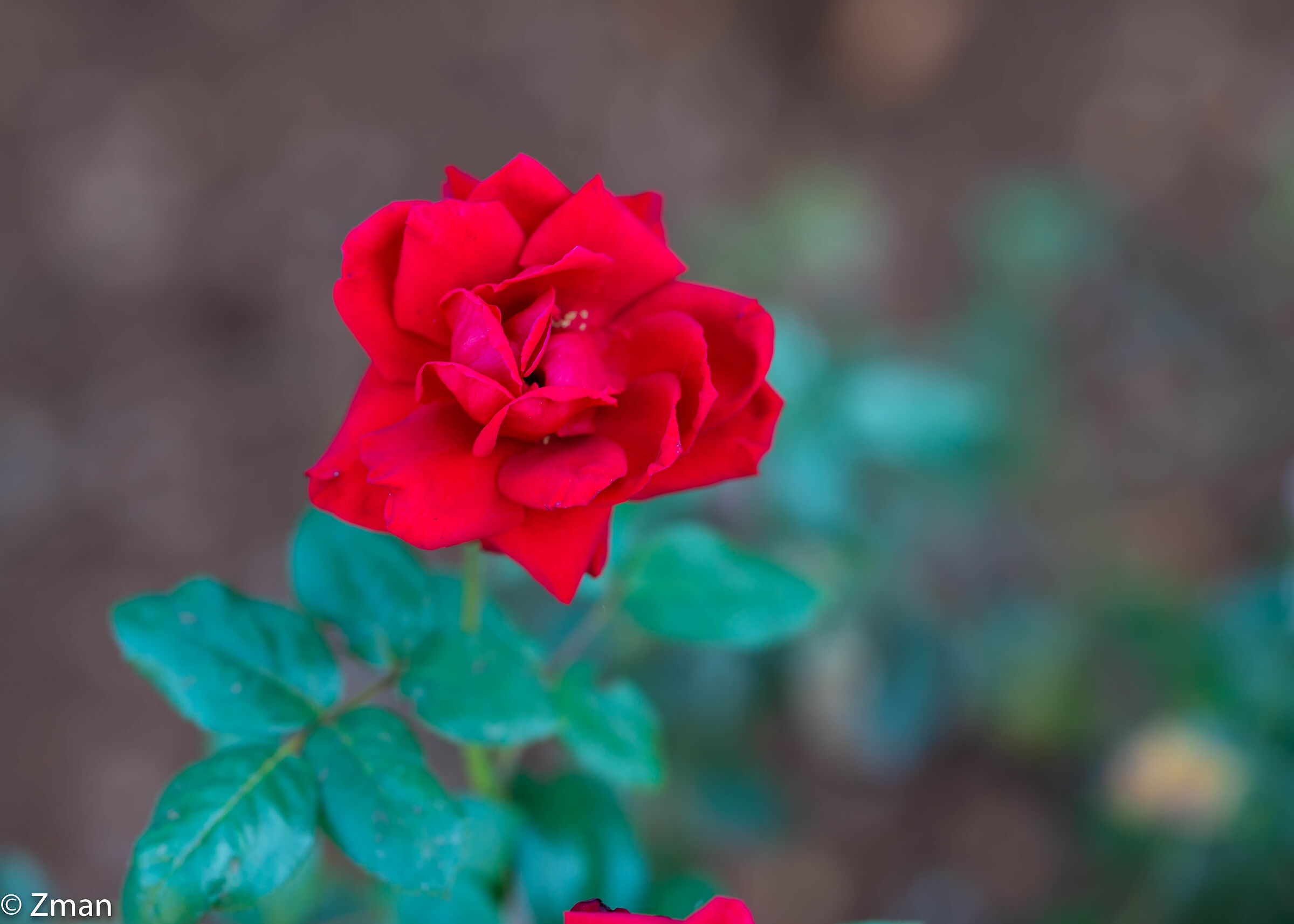 Royal Red Rose