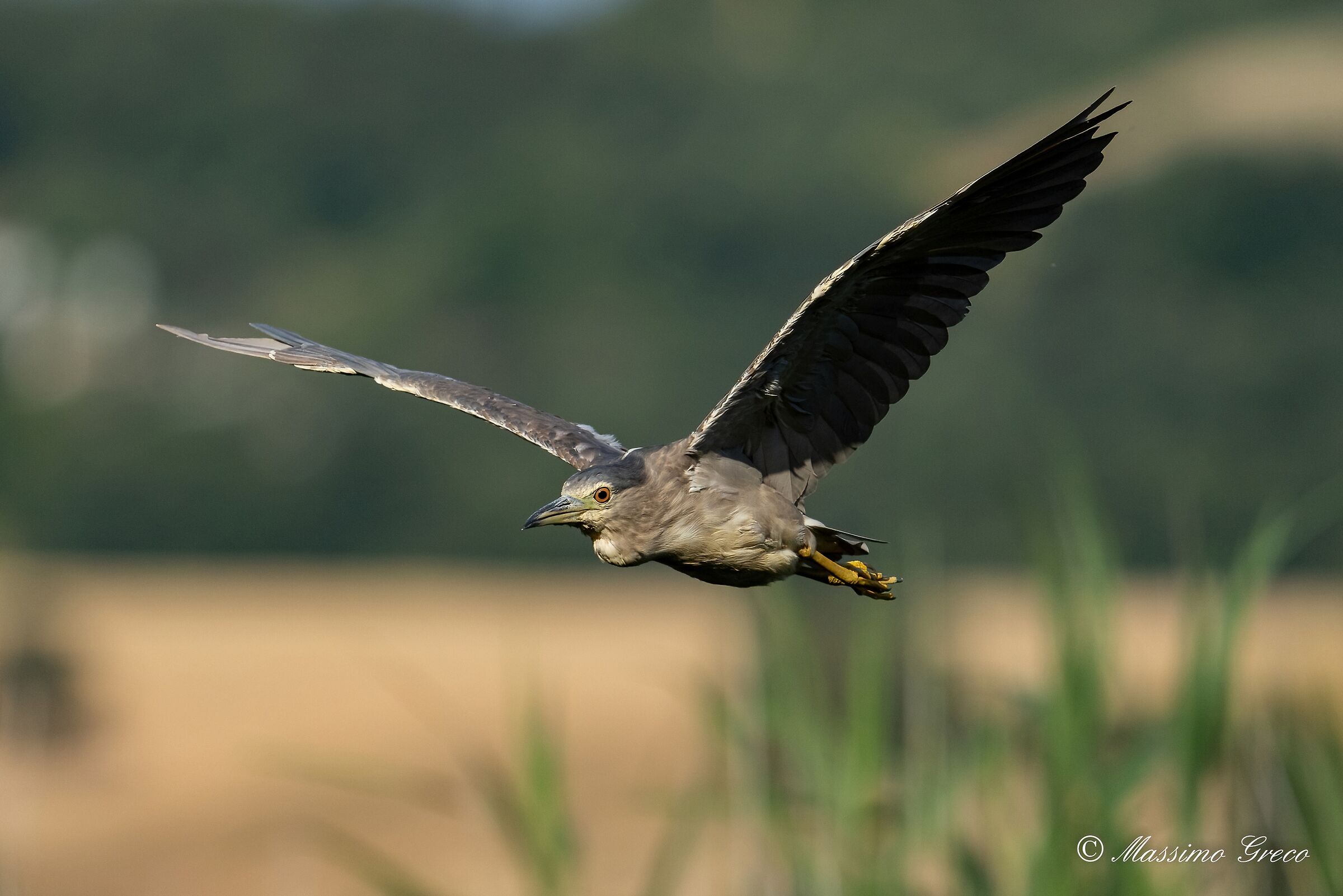 Nitticora (Nycticorax nycticorax )