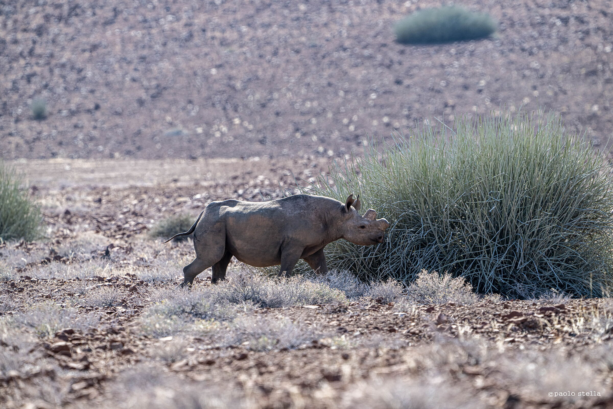 the desert rhino