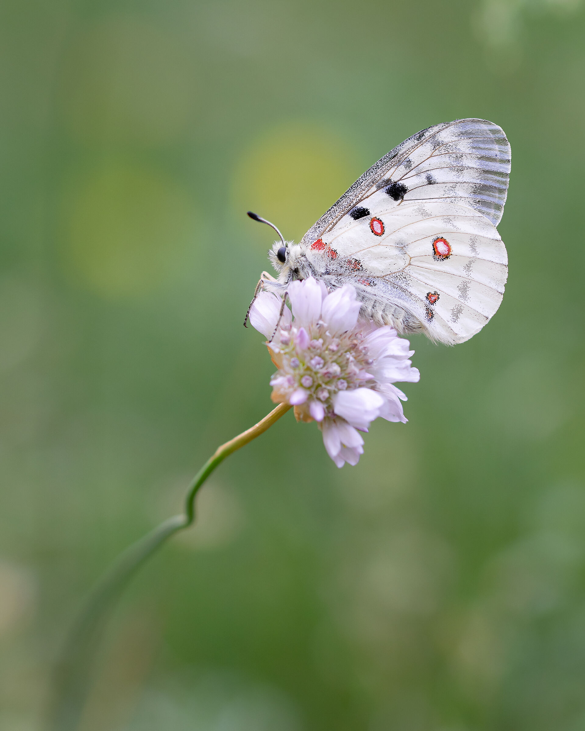 Parnassius apollo