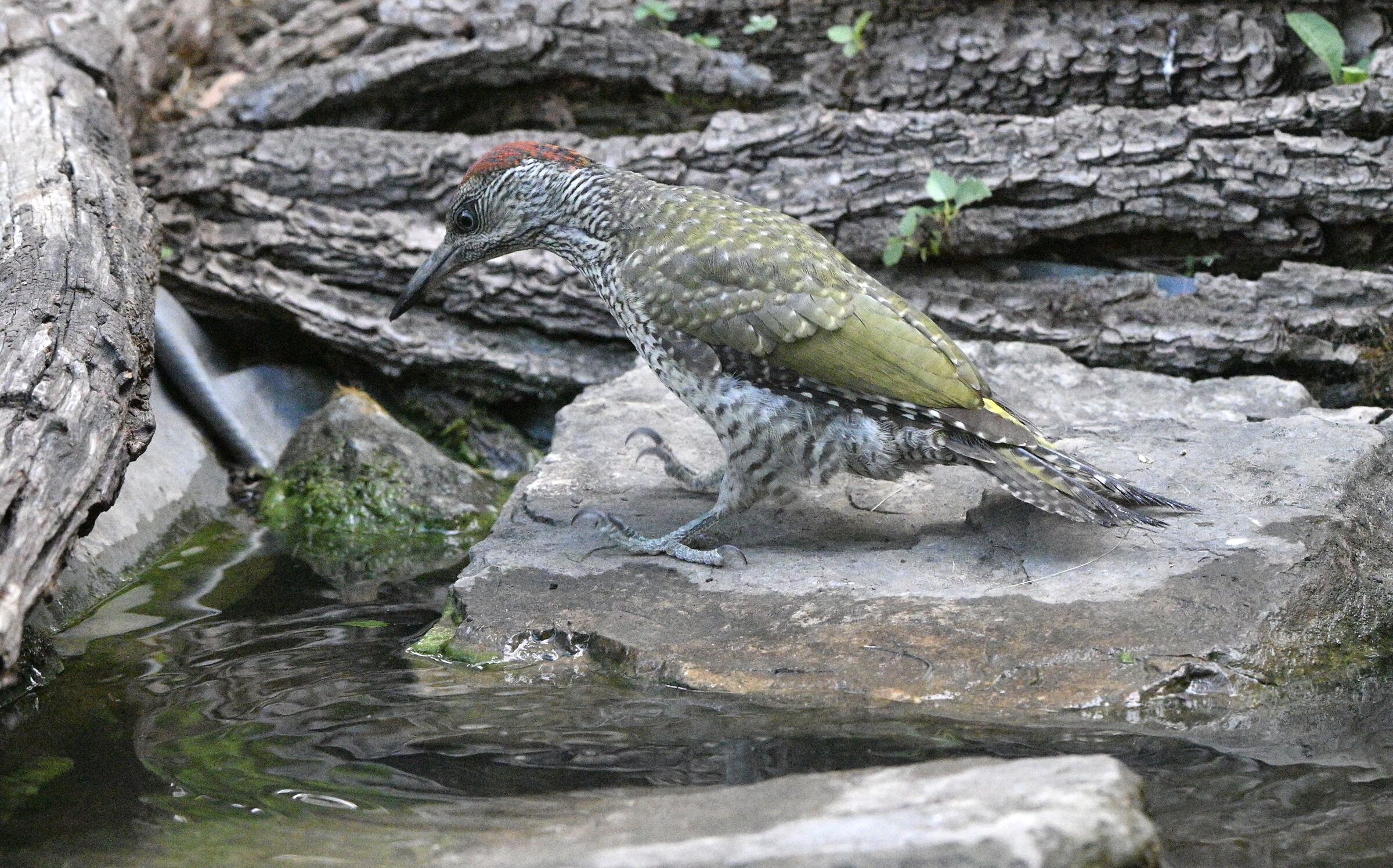 What do I do I throw myself ?