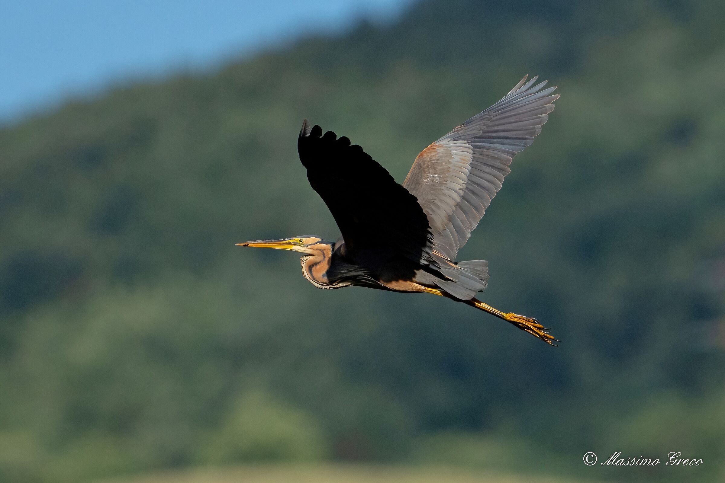 Red heron (Ardea purpurea)