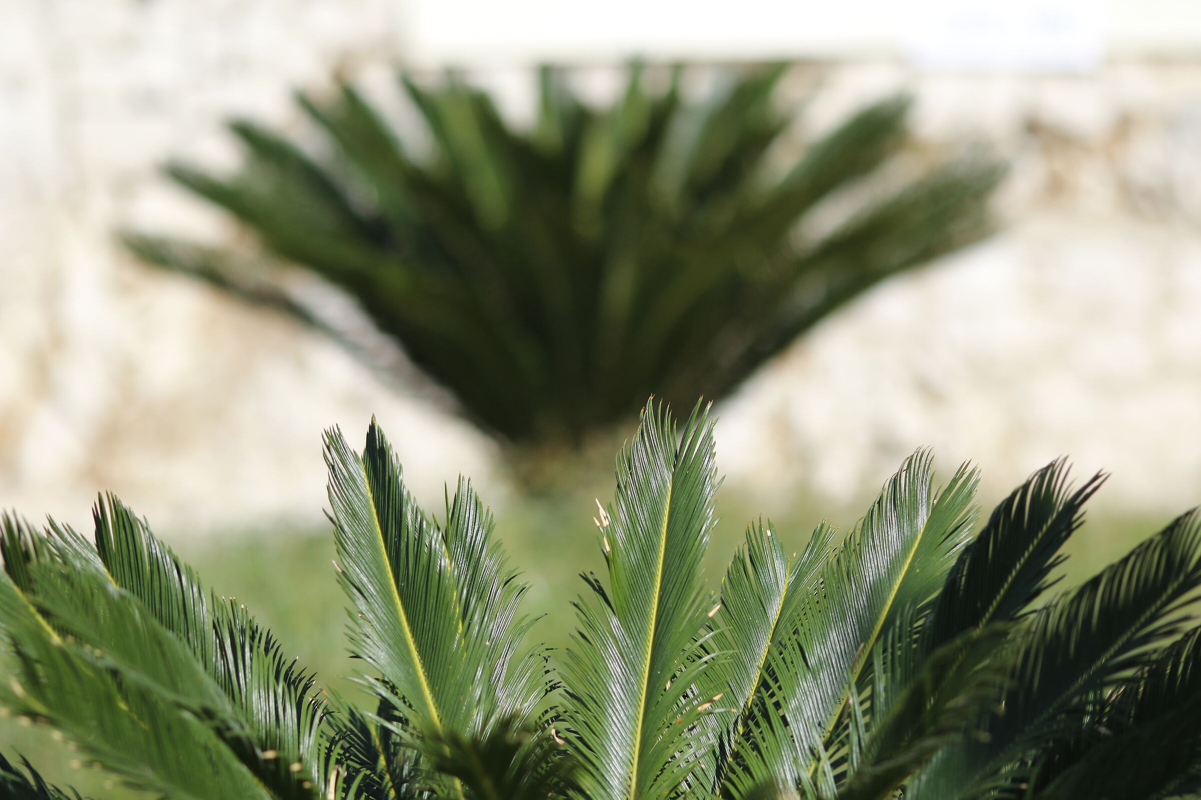 " F. 2 ", 1/ 6.0 0 0, ISO 125- 7D II, 135 F. 2 L U...
