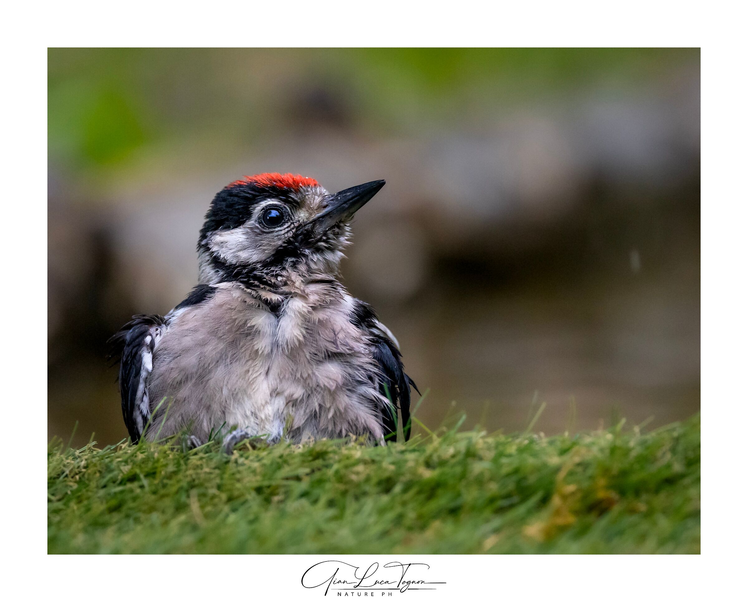 Nuovo nato | New born