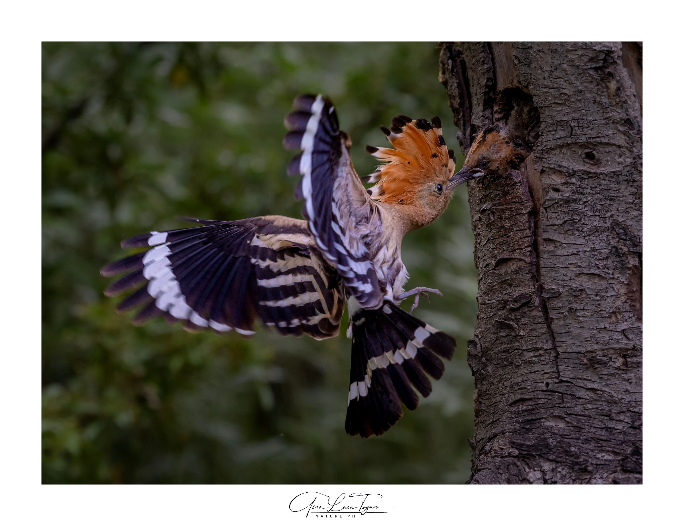 Prova d'amore | Proof of love