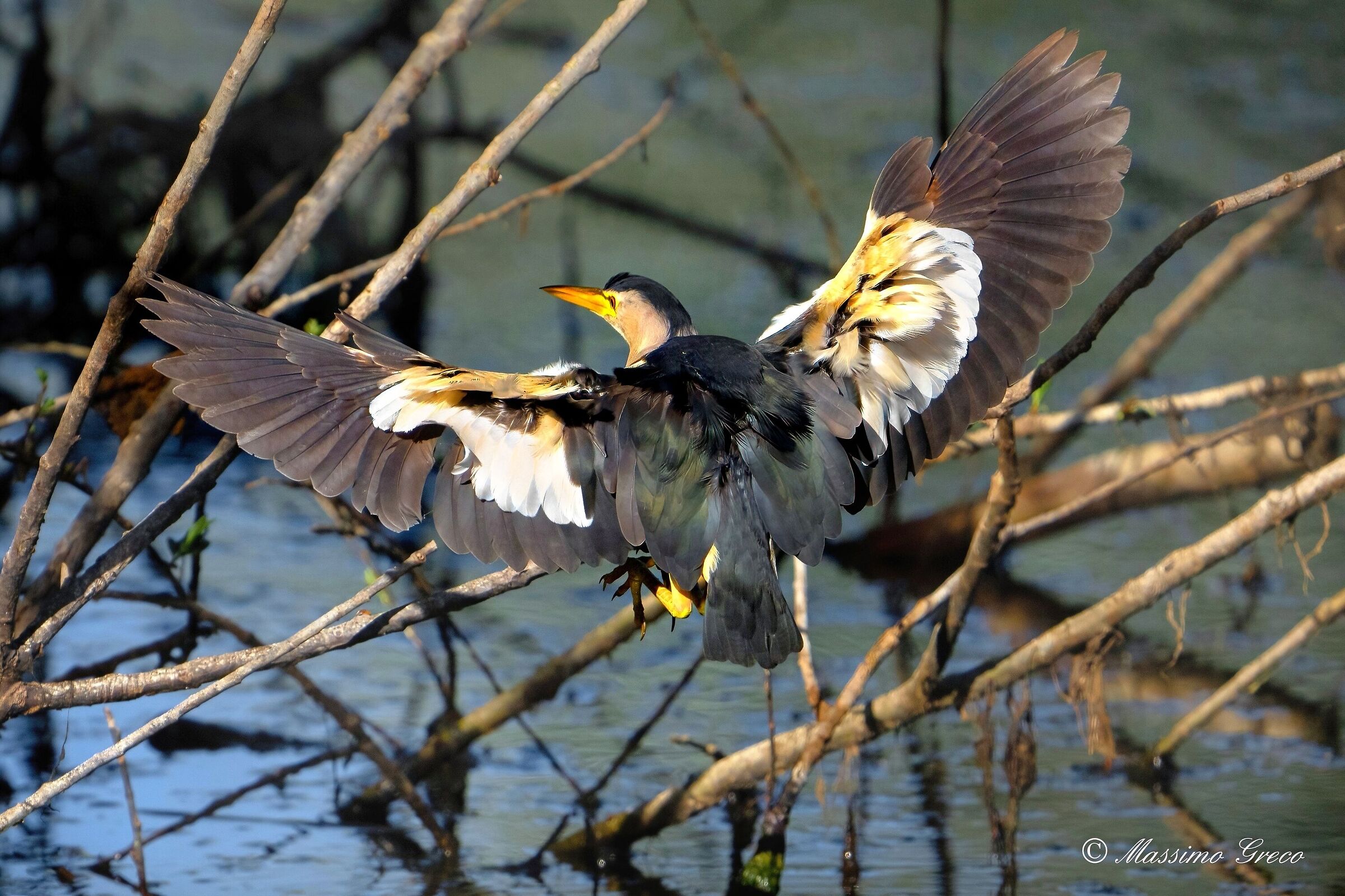 Tarabusino (Ixobrychus minutus)