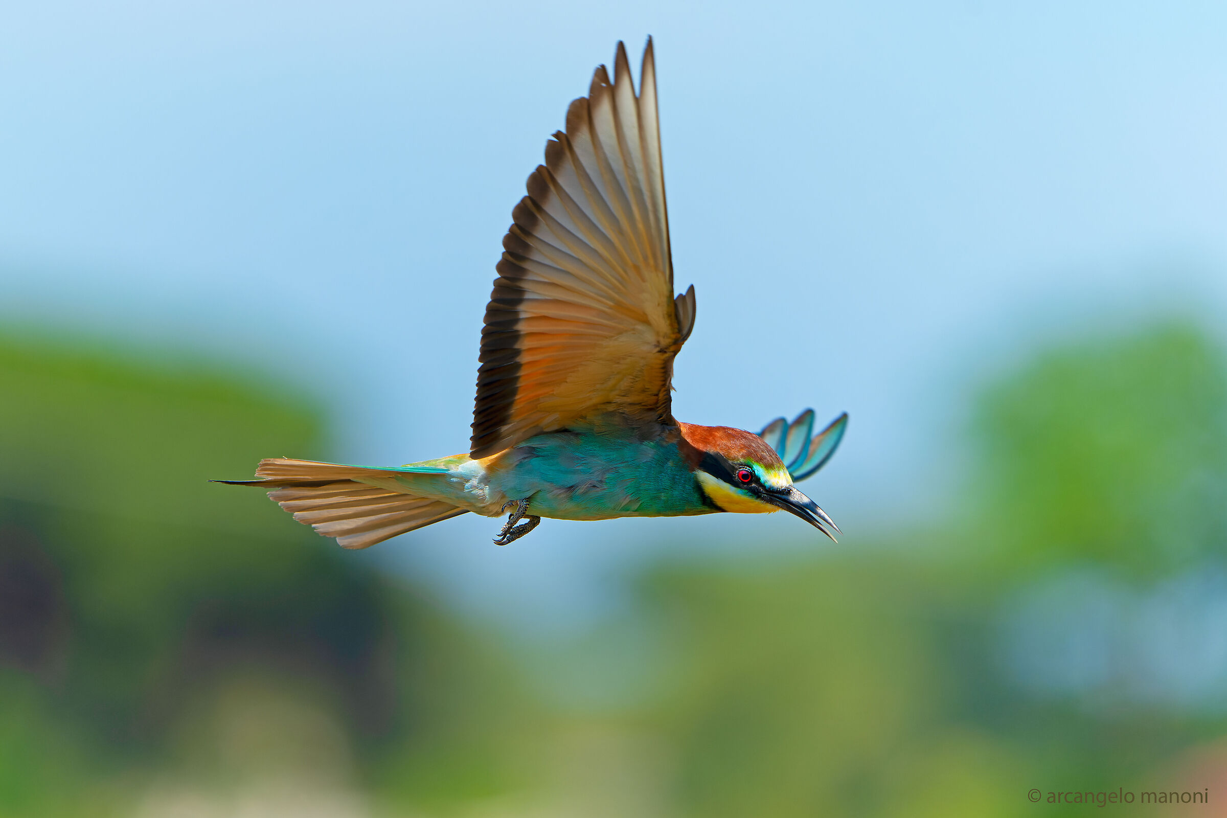 A bee-eater, living drone!