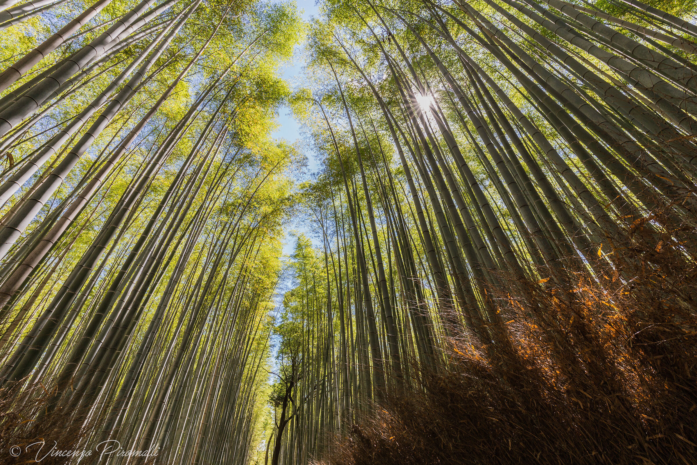 Bamboo's forest