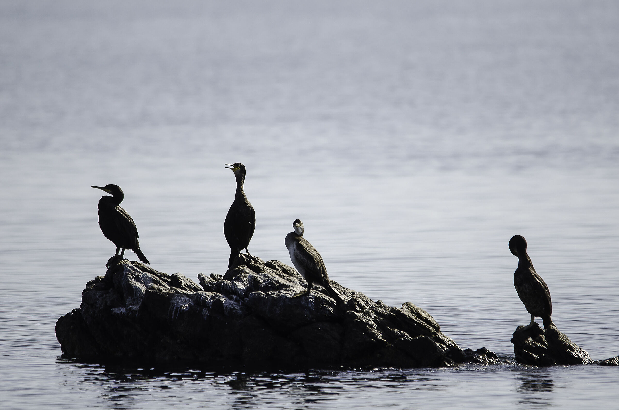 Cormorants on rock