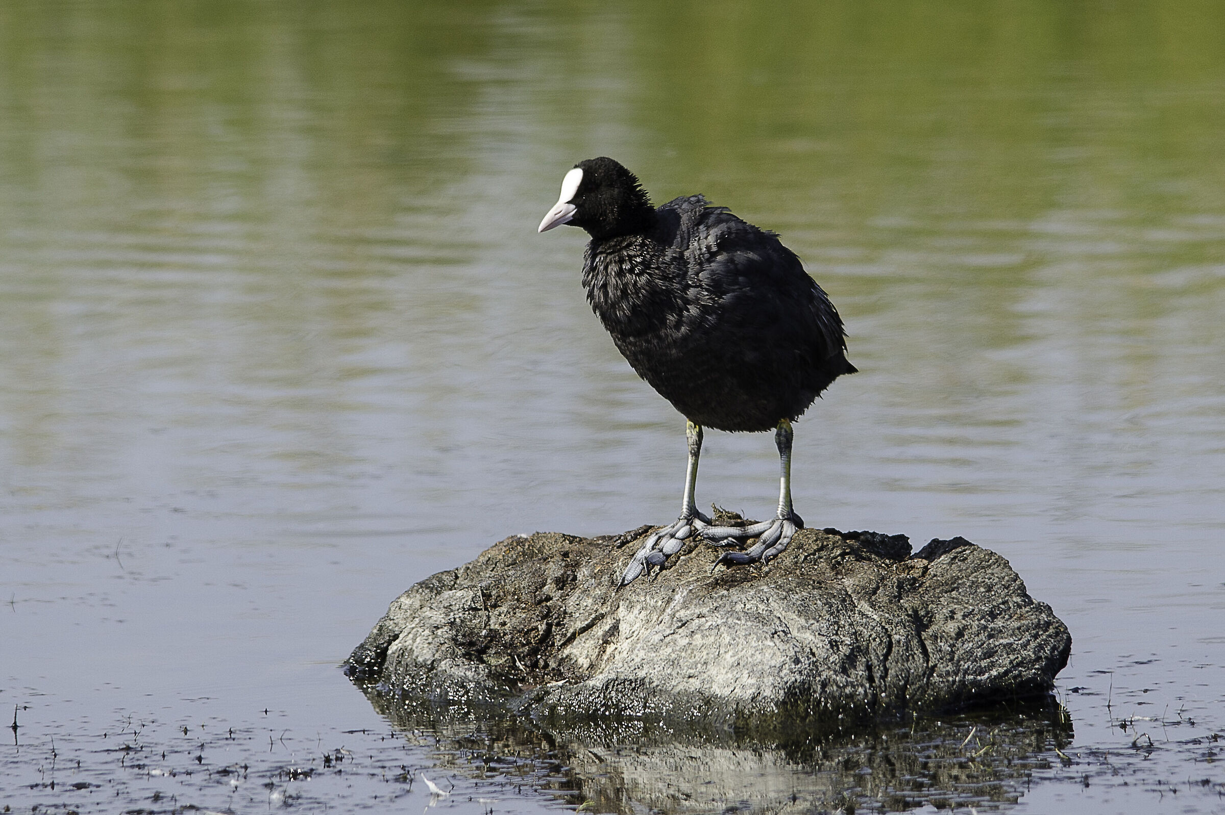 Pond coot Budoni ( note the huge paws )
