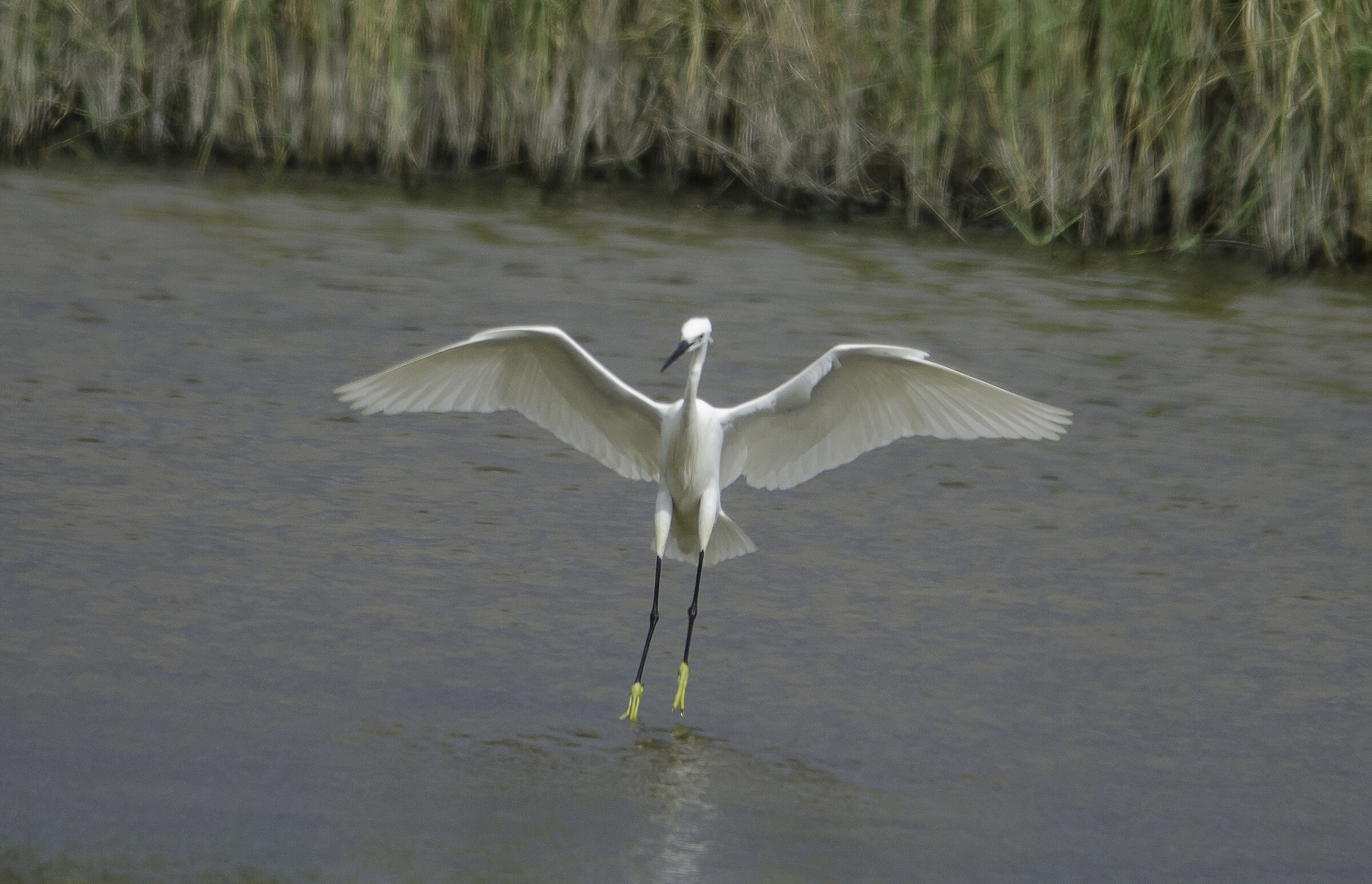 Egret Budoni pond salamaghe