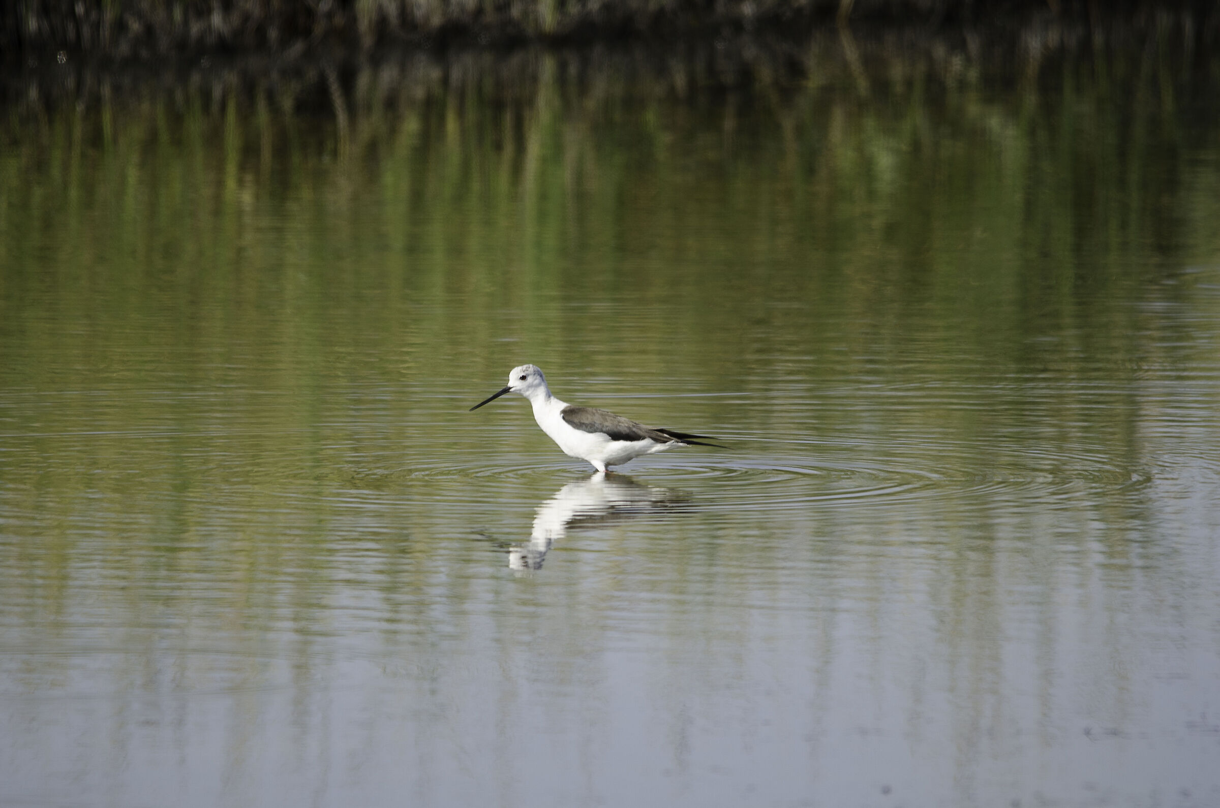 Knights of Italy Budoni salamaghe