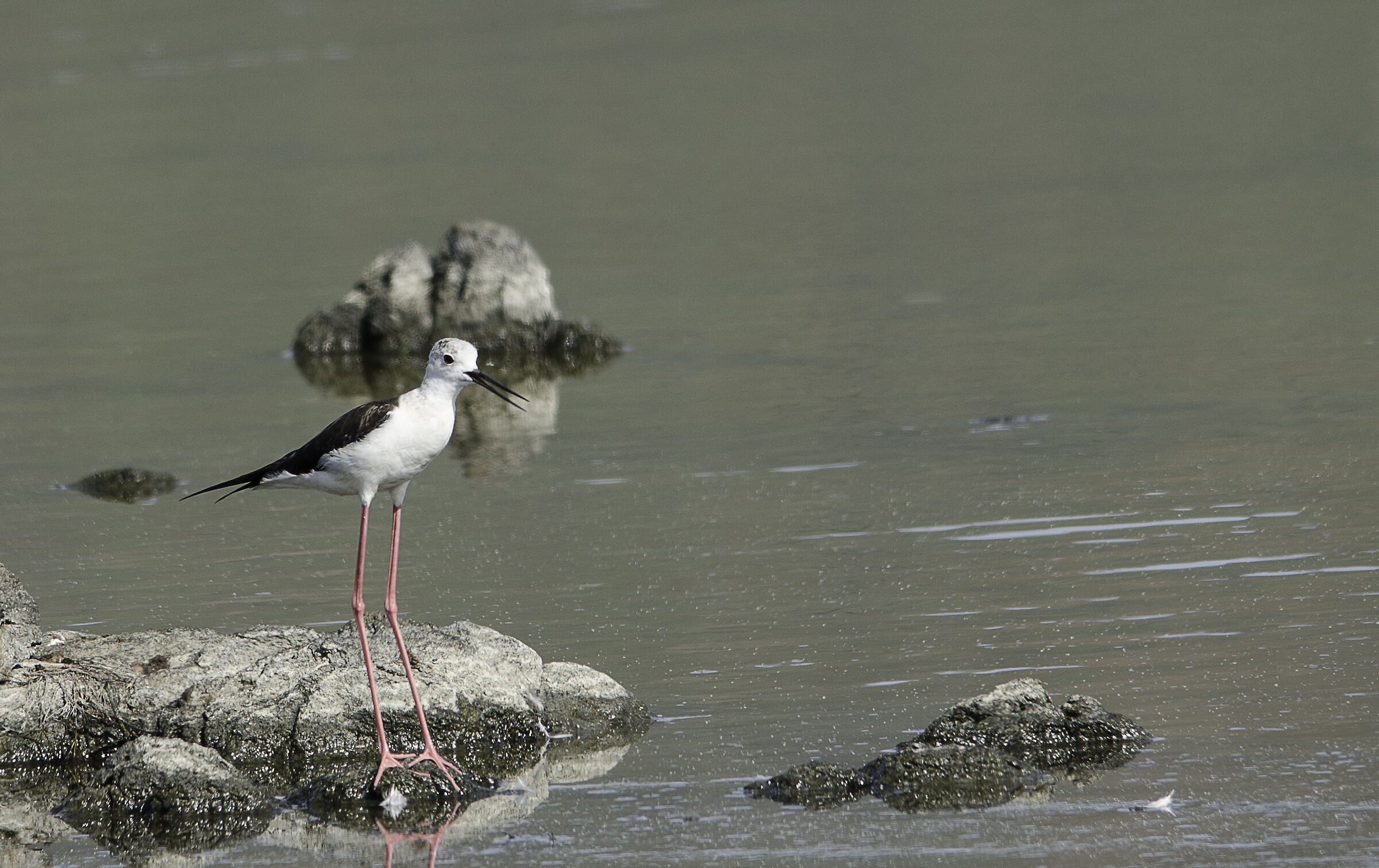 Knights of Italy Budoni salamaghe