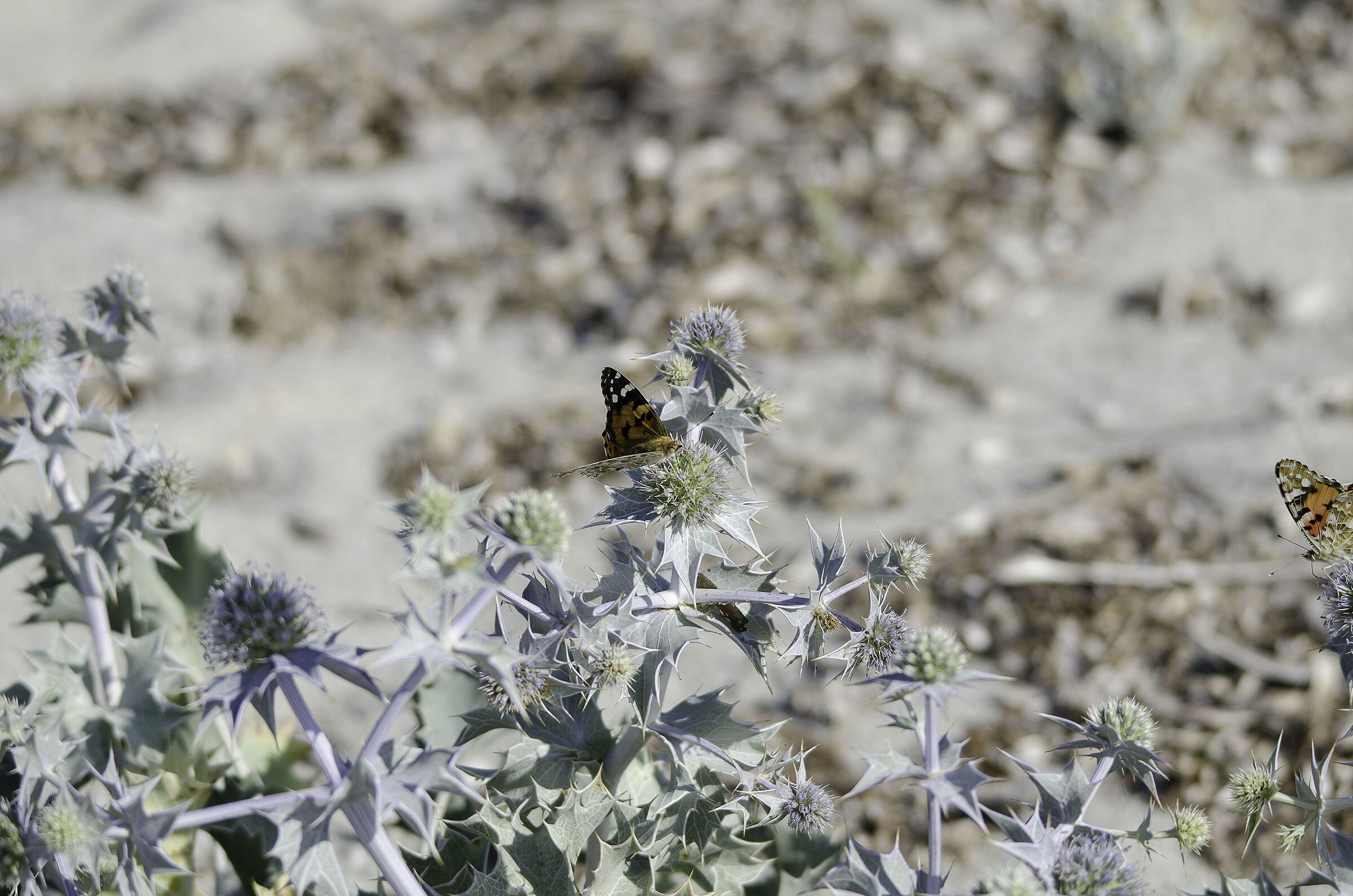 Butterfly on dune flowers