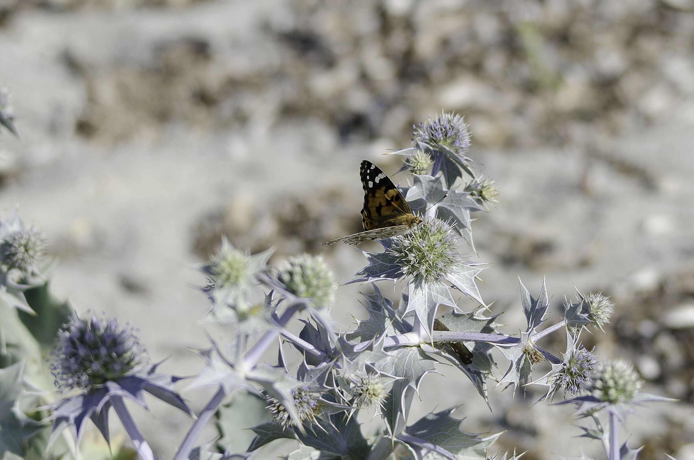 Butterfly in salamagus dunes