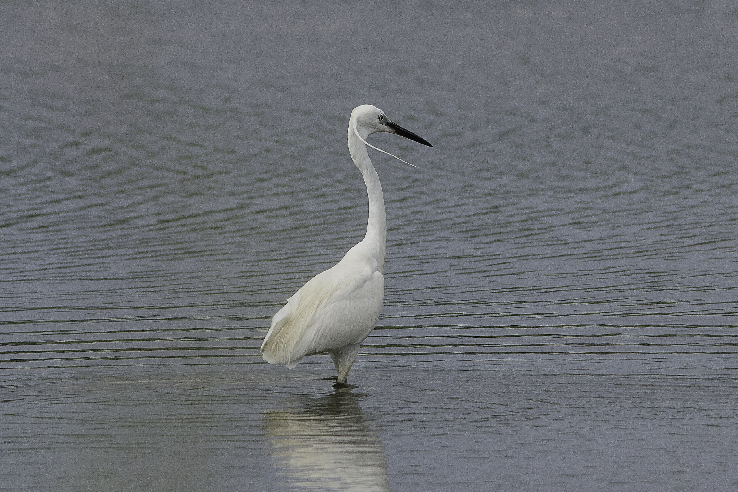 Egret