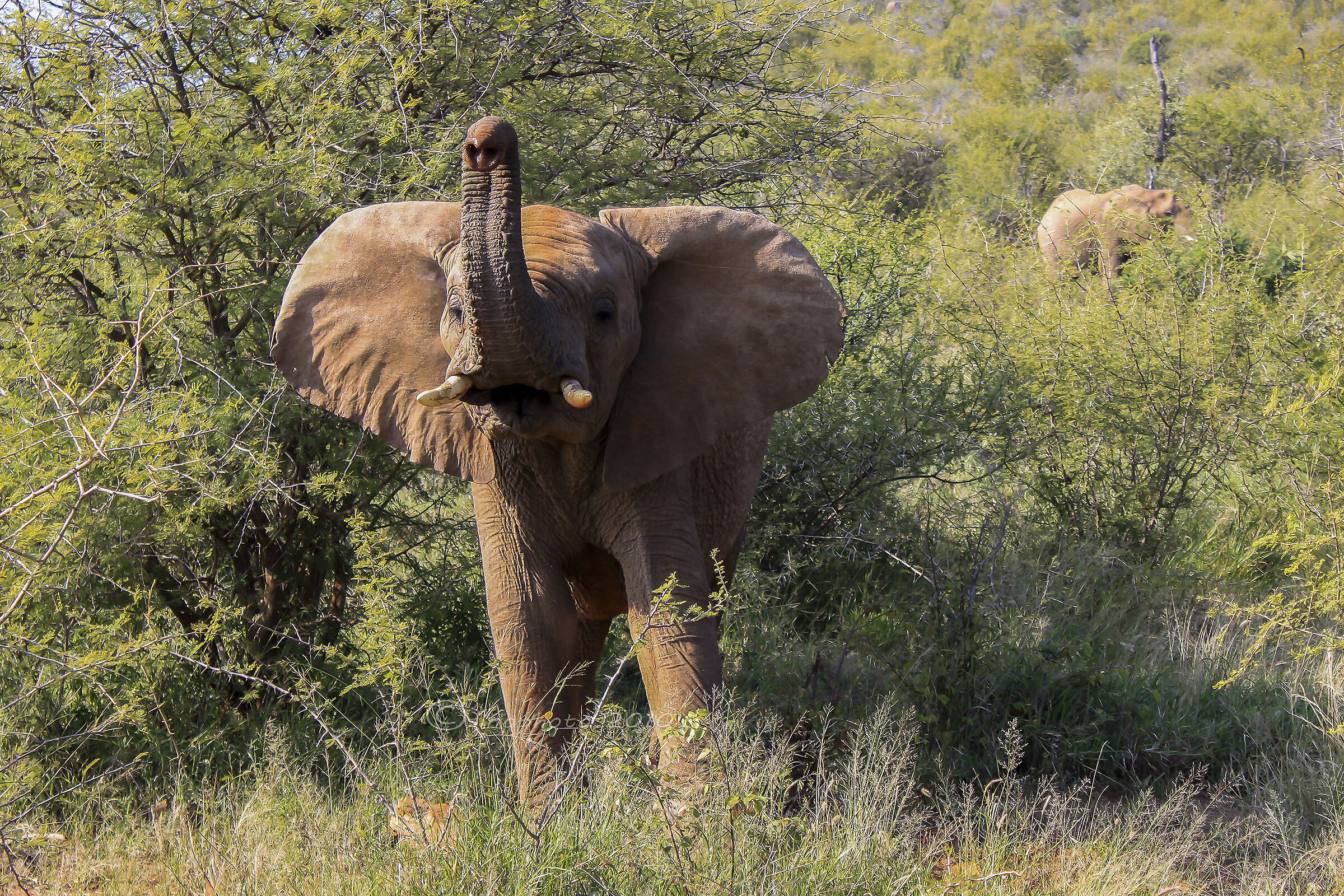 Un saluto moltooooooooooo.... ravvicinato.