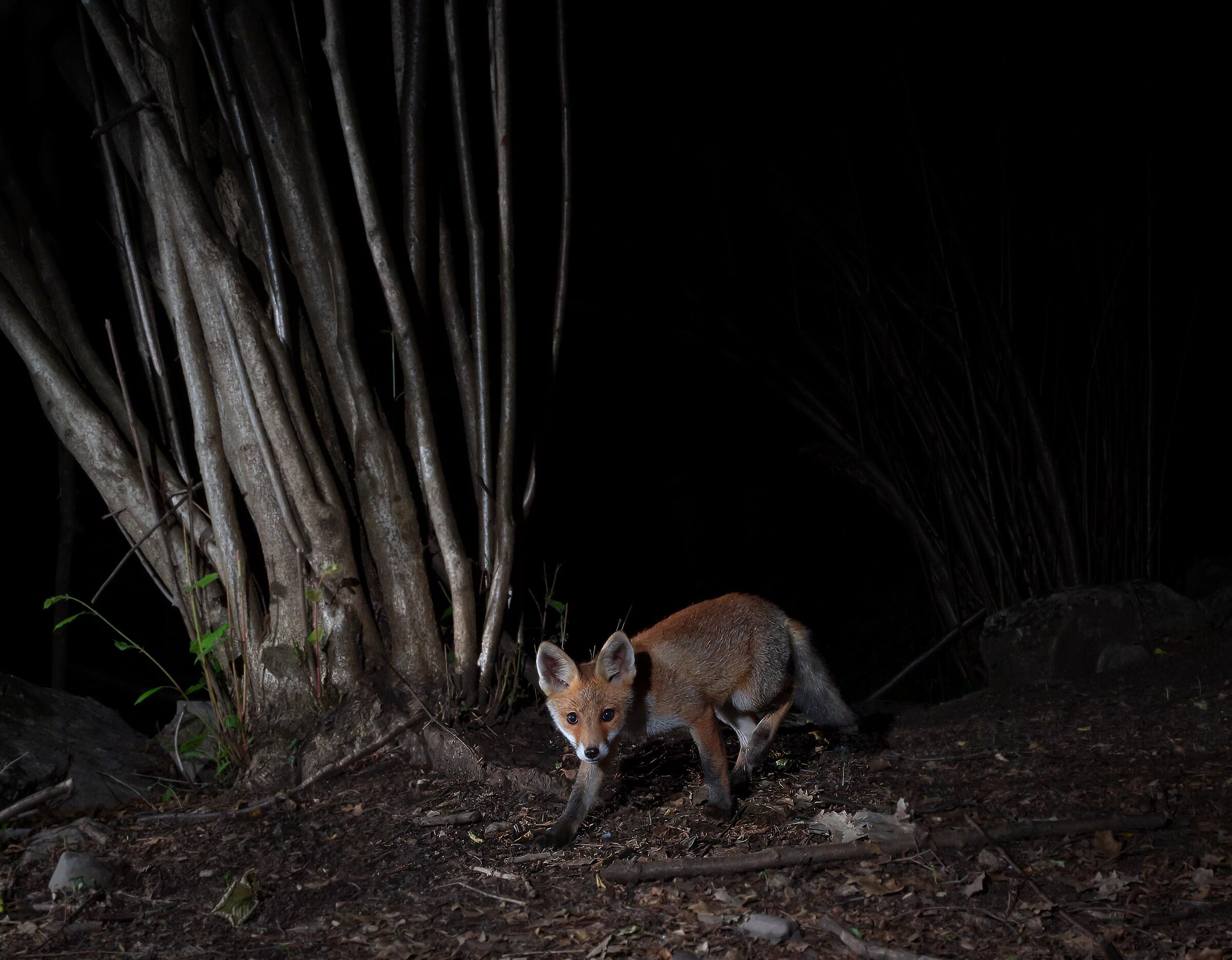 Fox cub