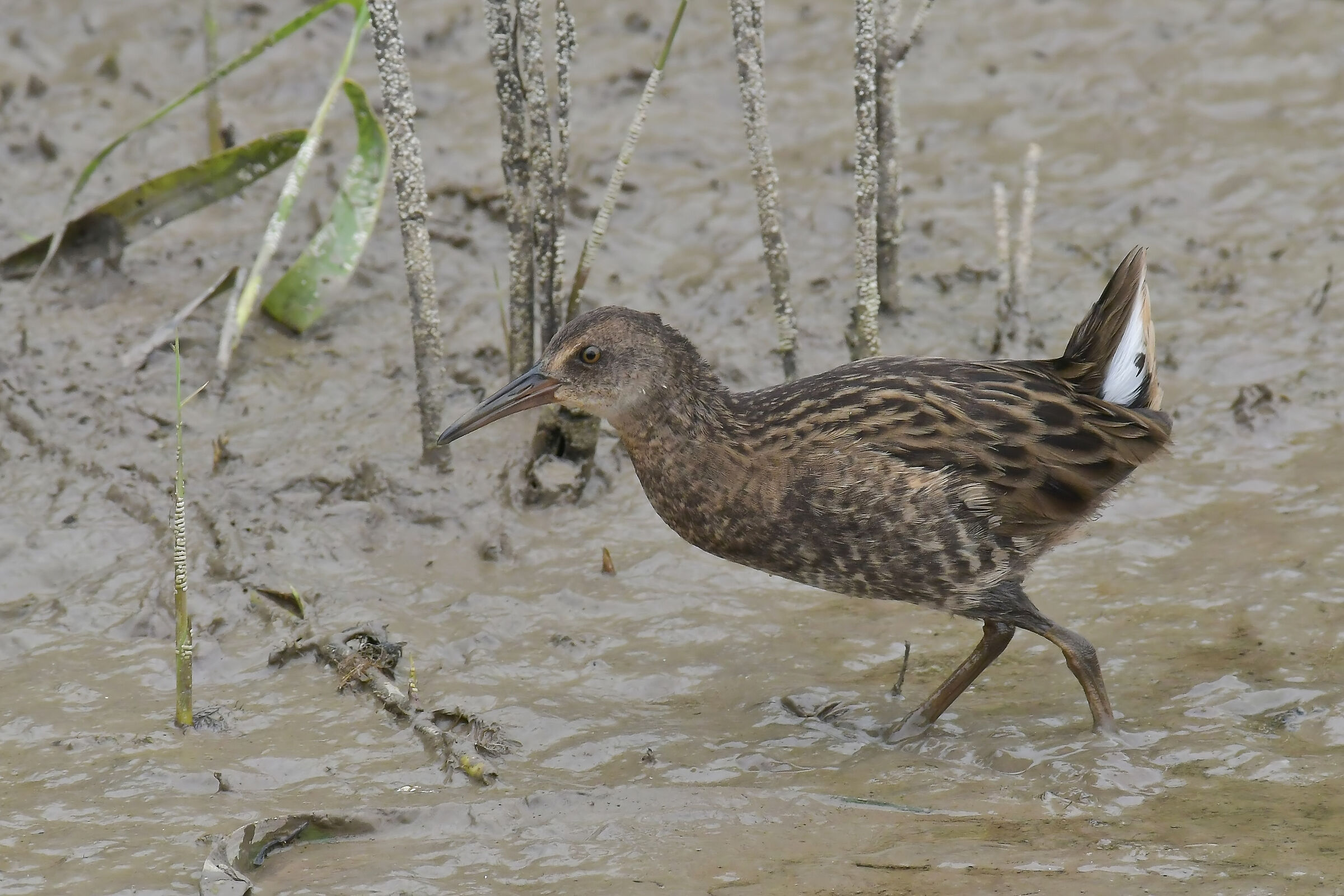 Monochromatic pigsty