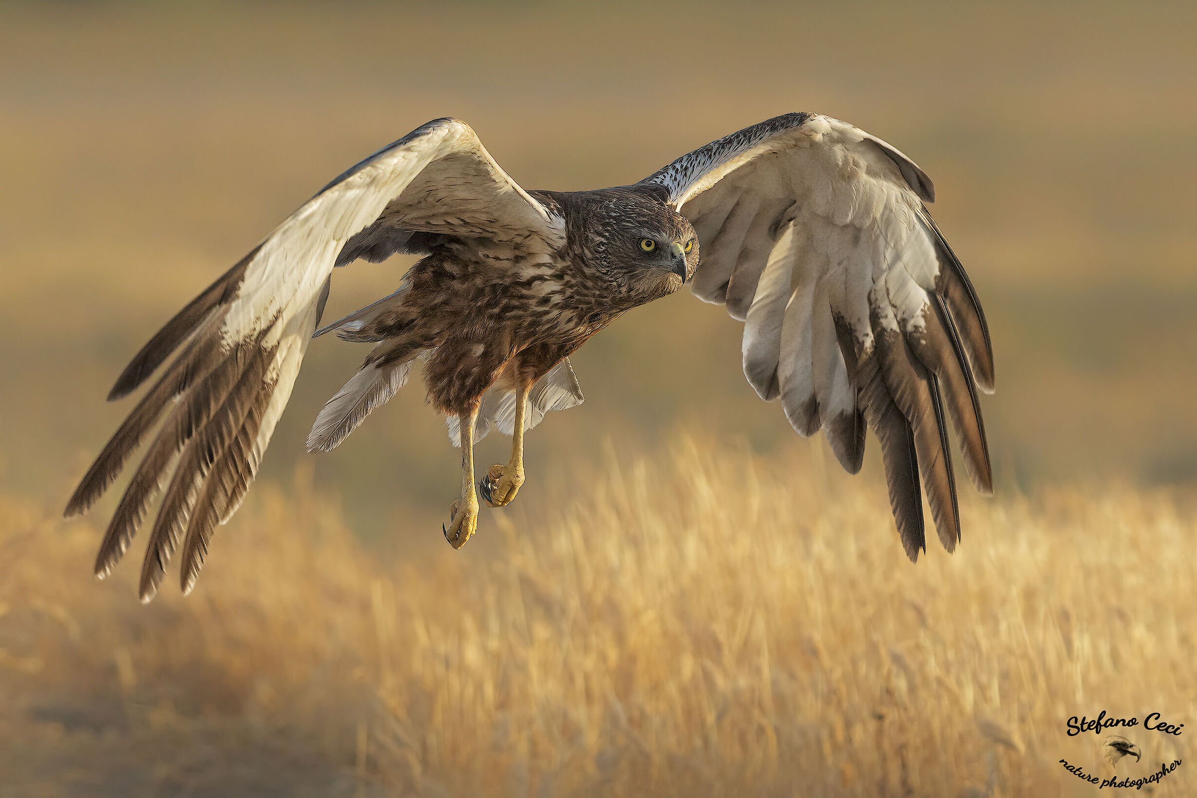 Falco di palude maschio