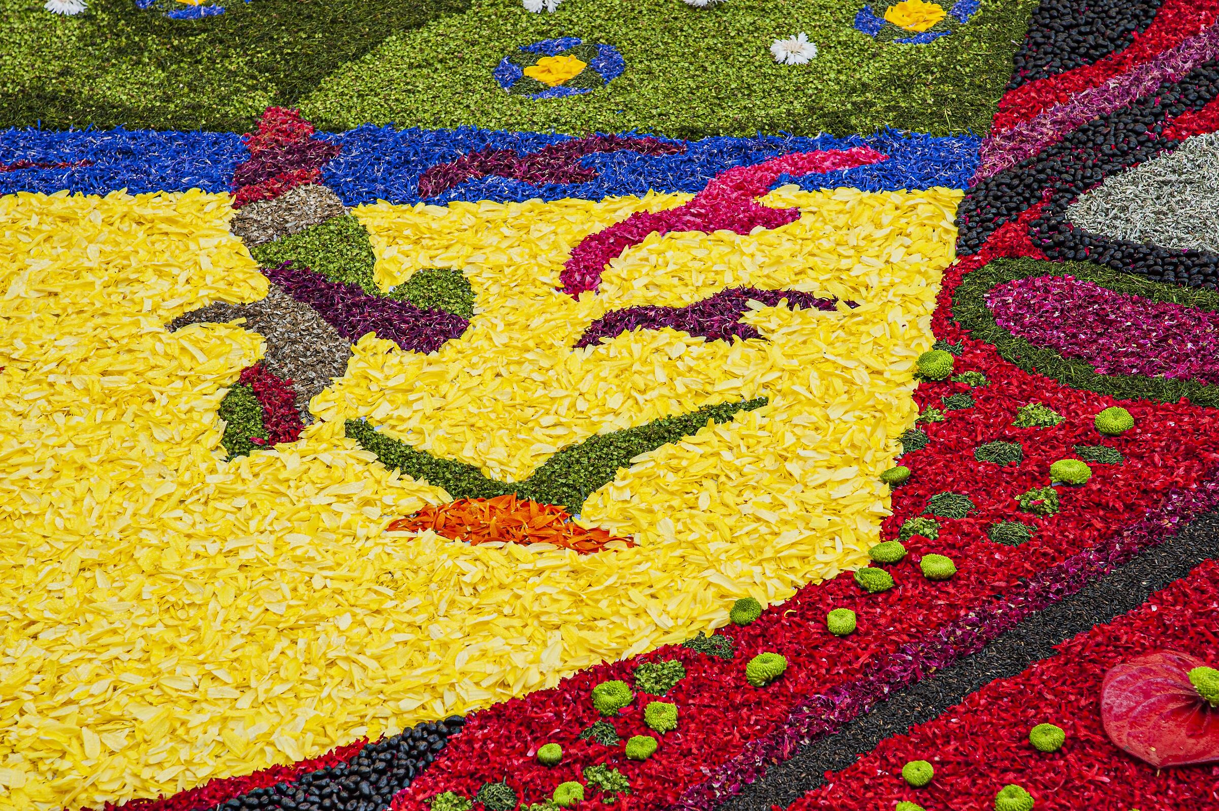 infiorata 19