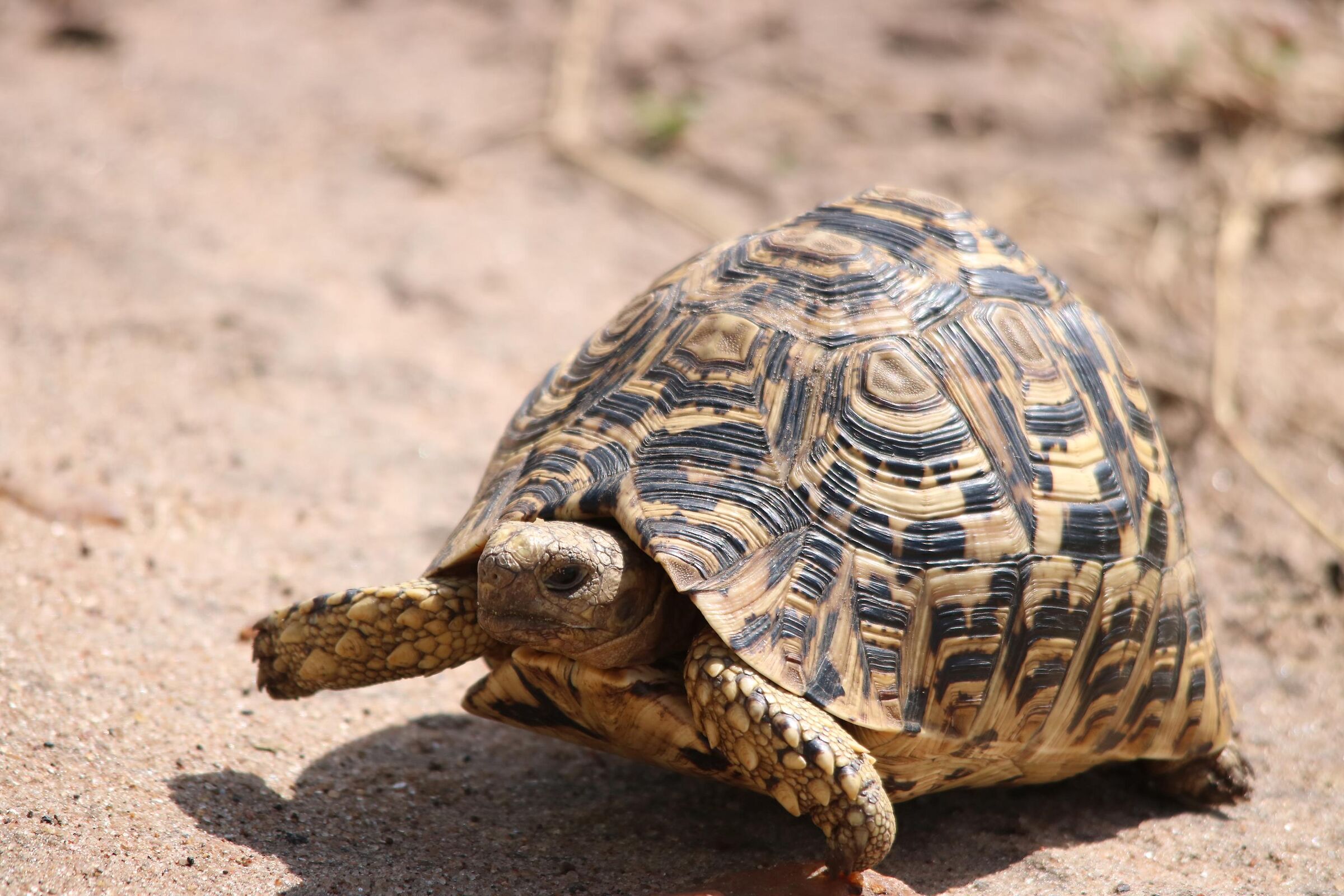 Pole pole (... slowly)