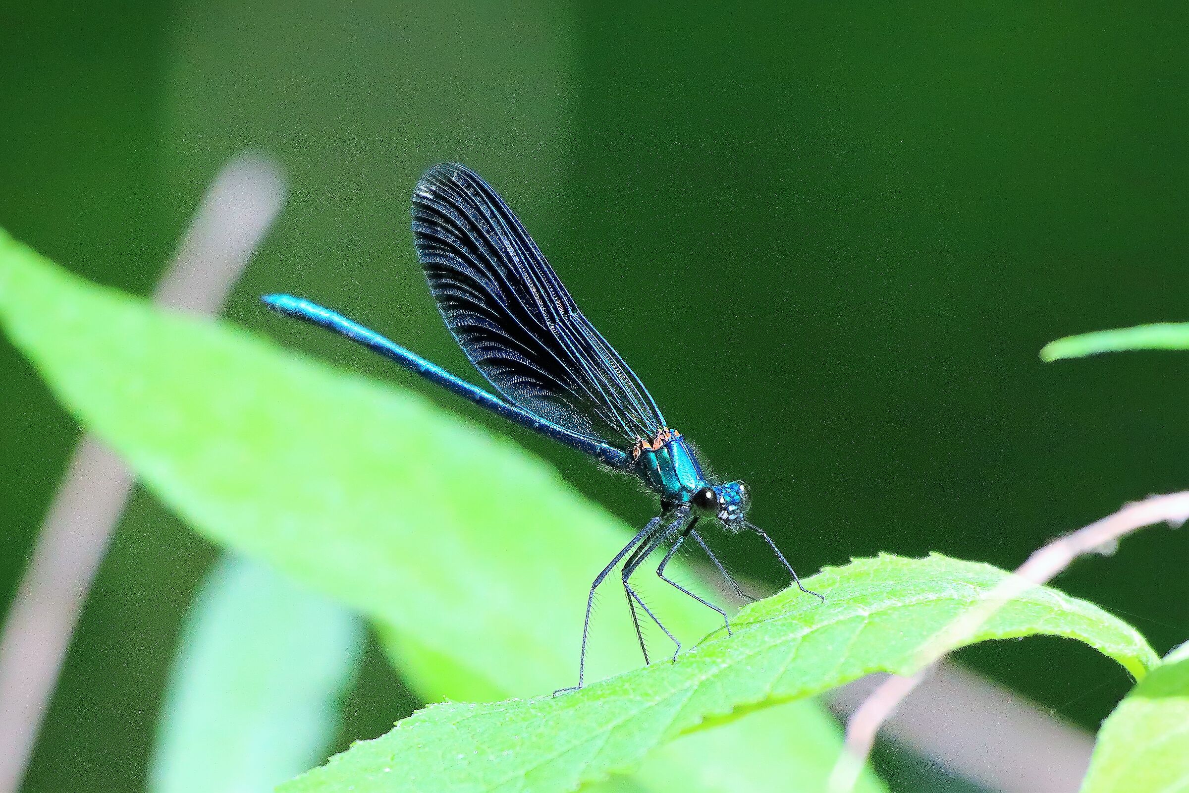 libellula 04-06-2022