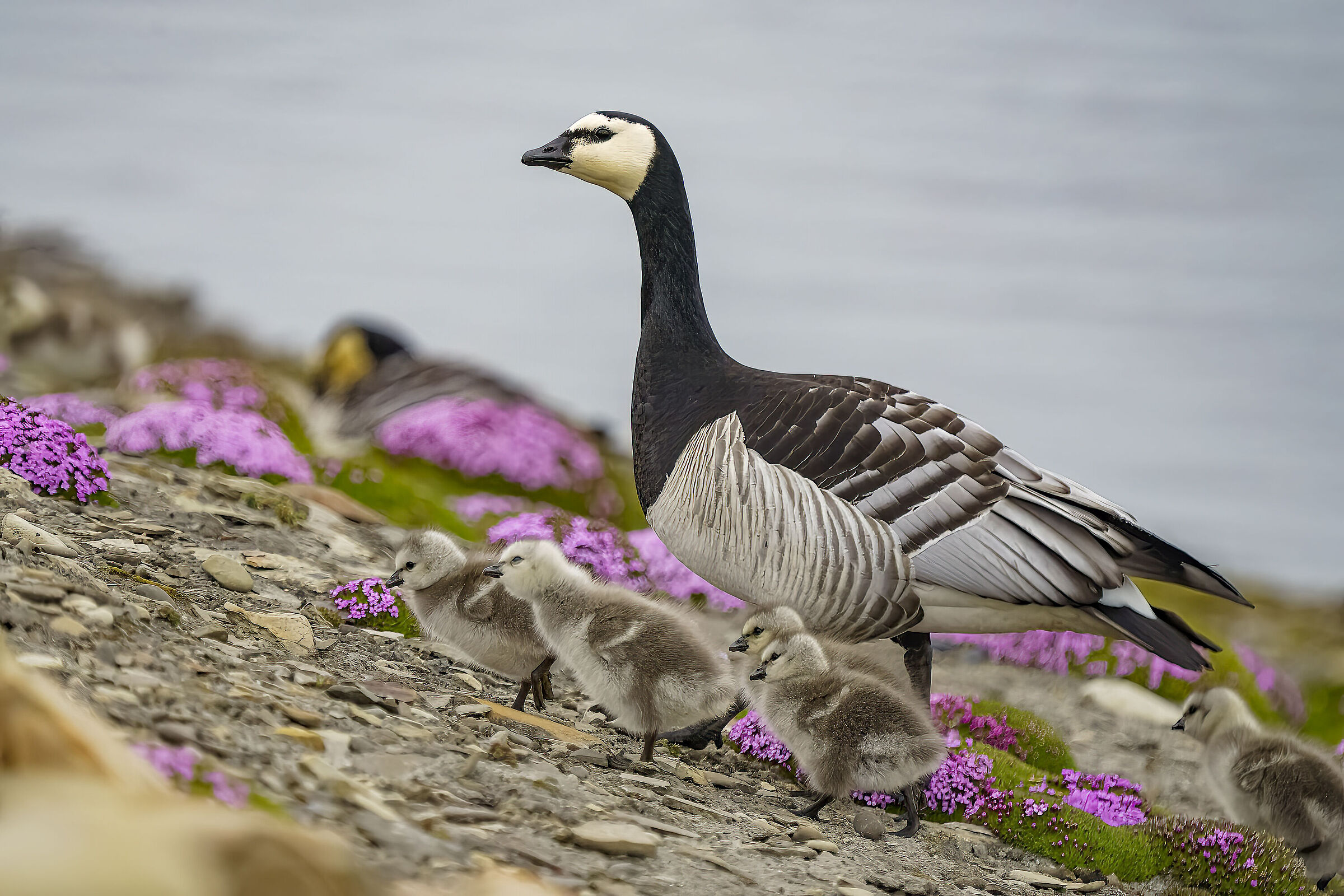 Oca testabianca e pulli