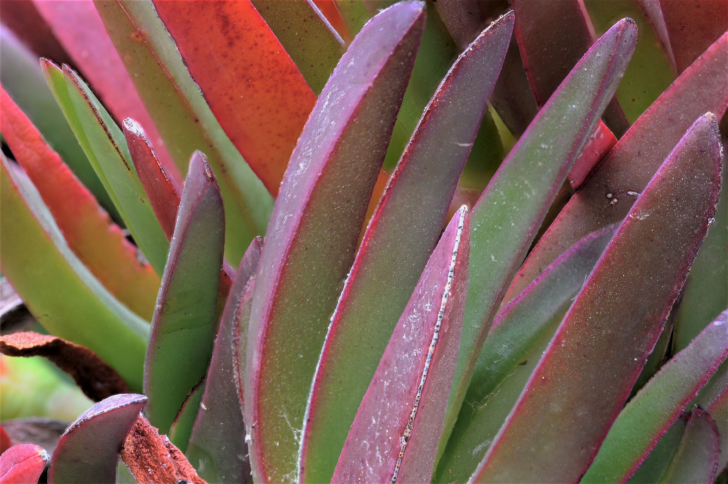 United colors of Aloes