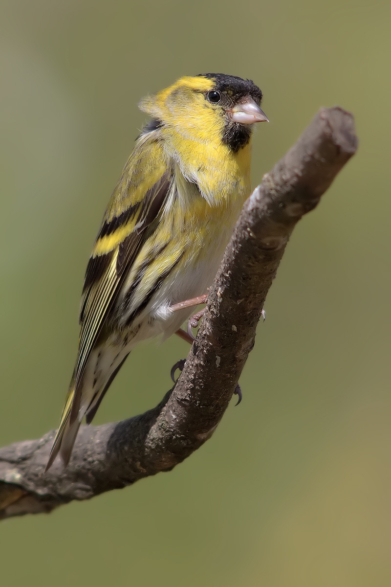 Siskin