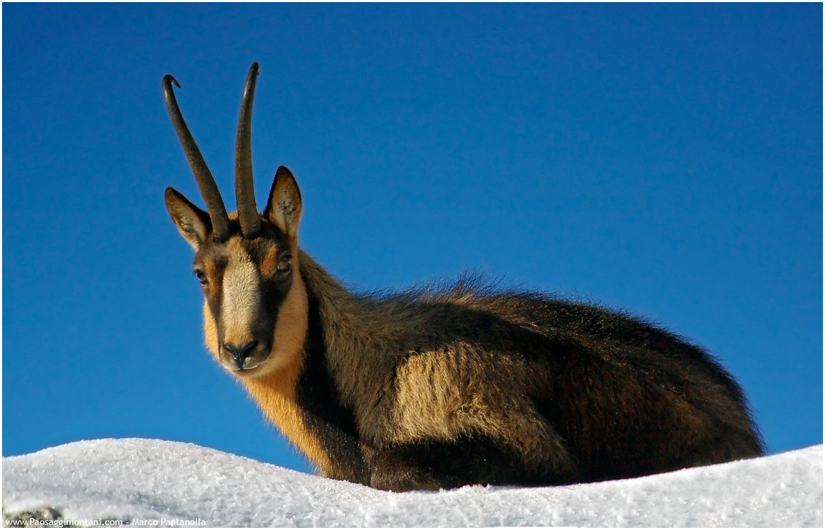 Abruzzo Chamois