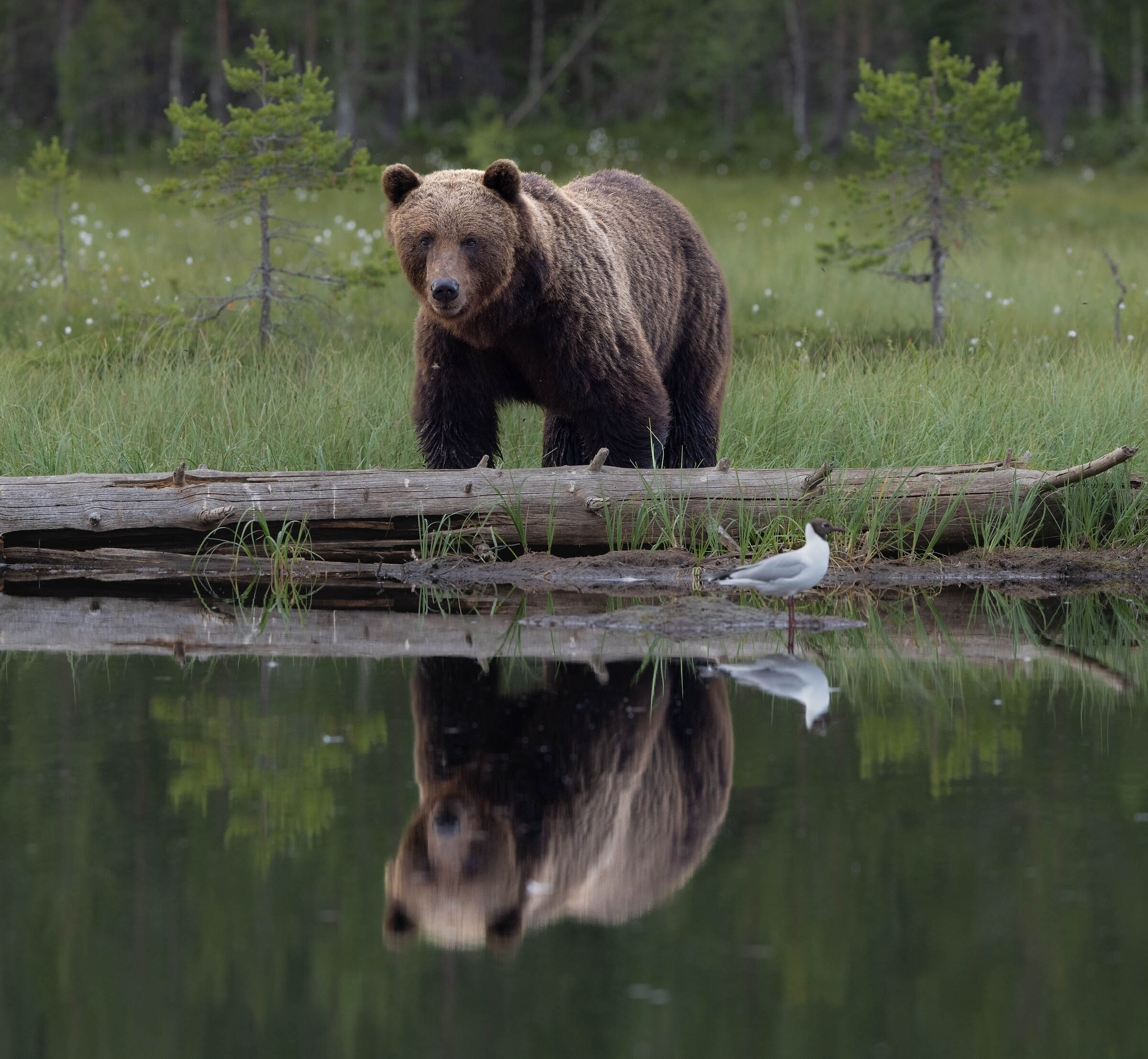 L'orso bruno e il gabbiano comune