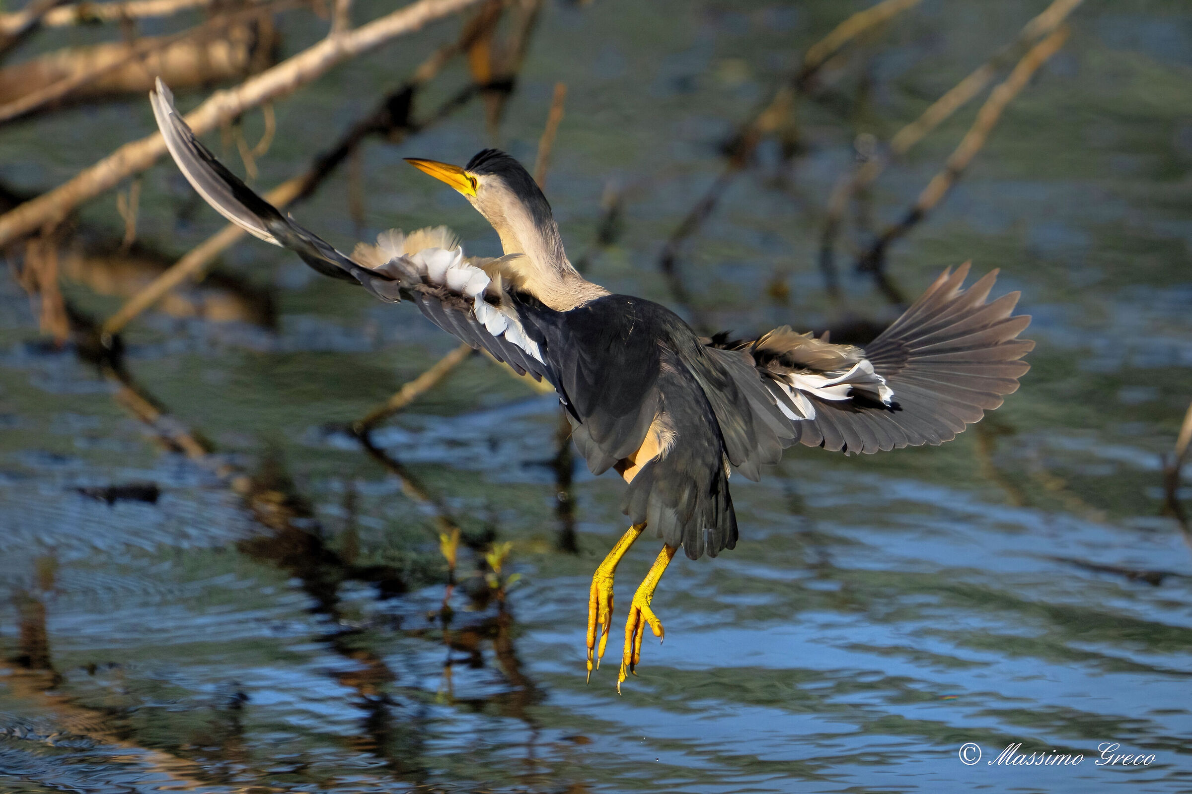 Tarabusino (Ixobrychus minutus)