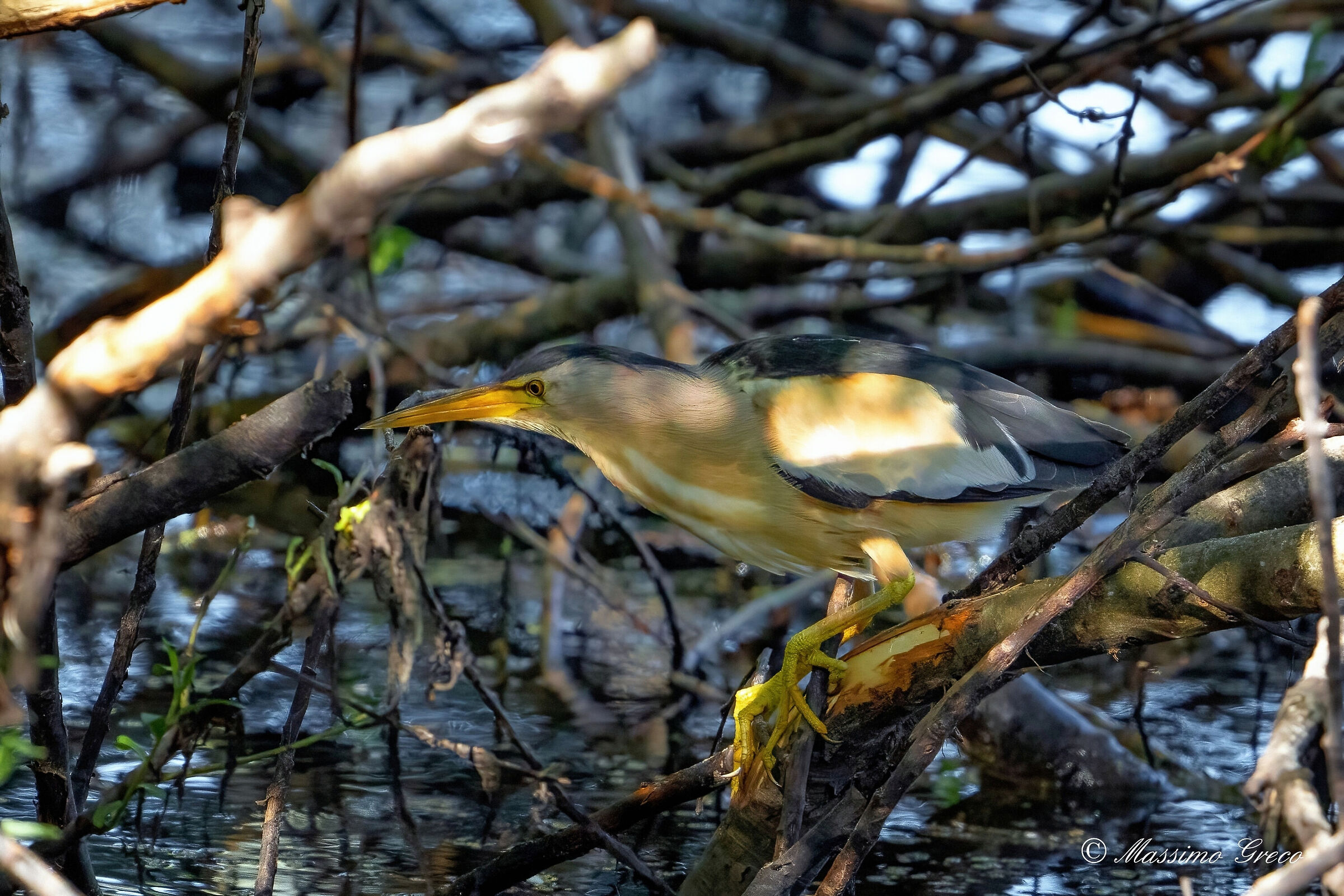 Bittern (Ixobrychus minutus)