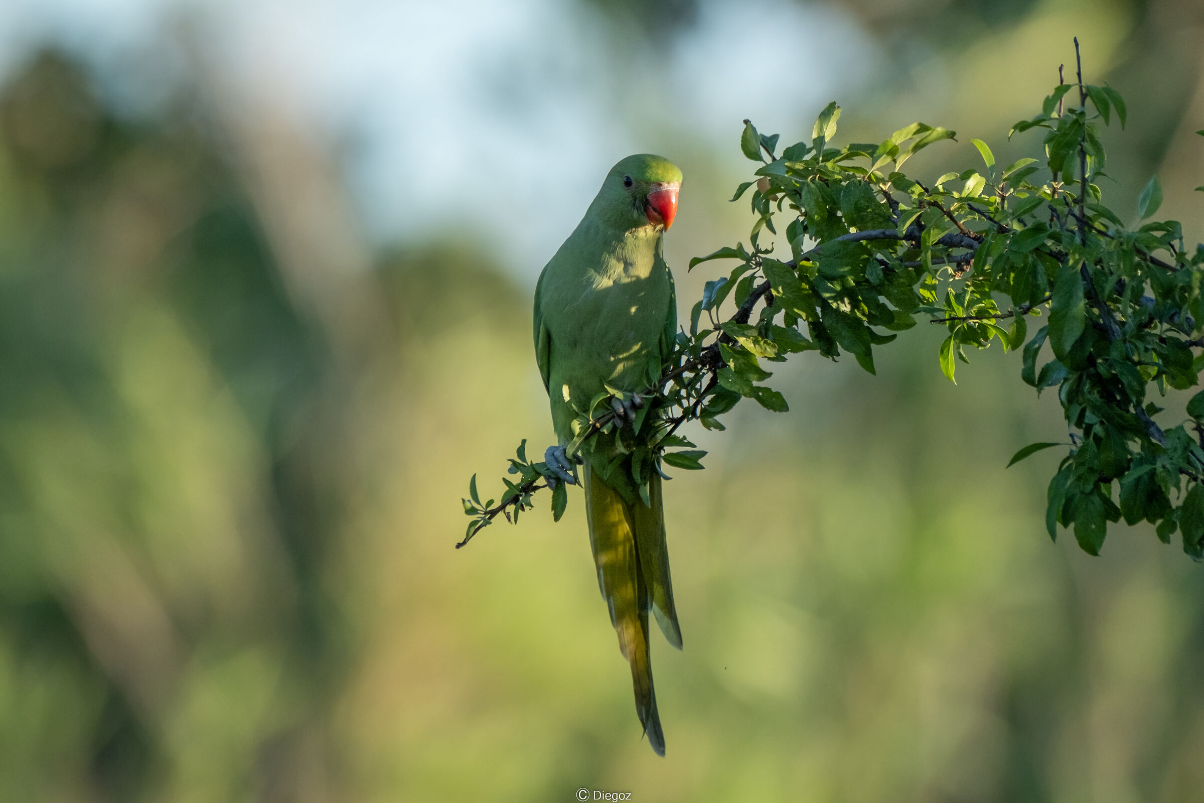Collared parakeet(female)