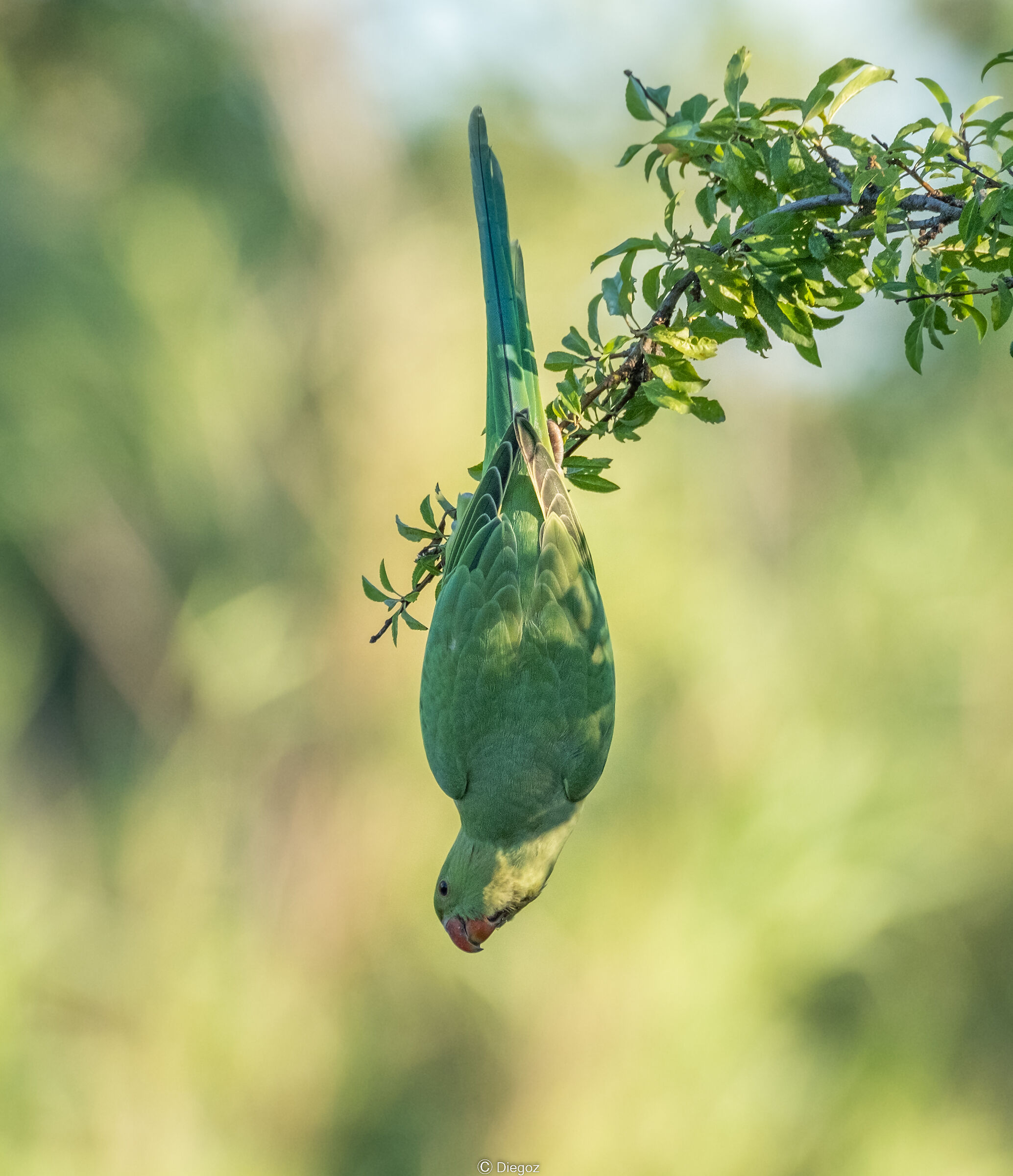 Collared parakeet(female)