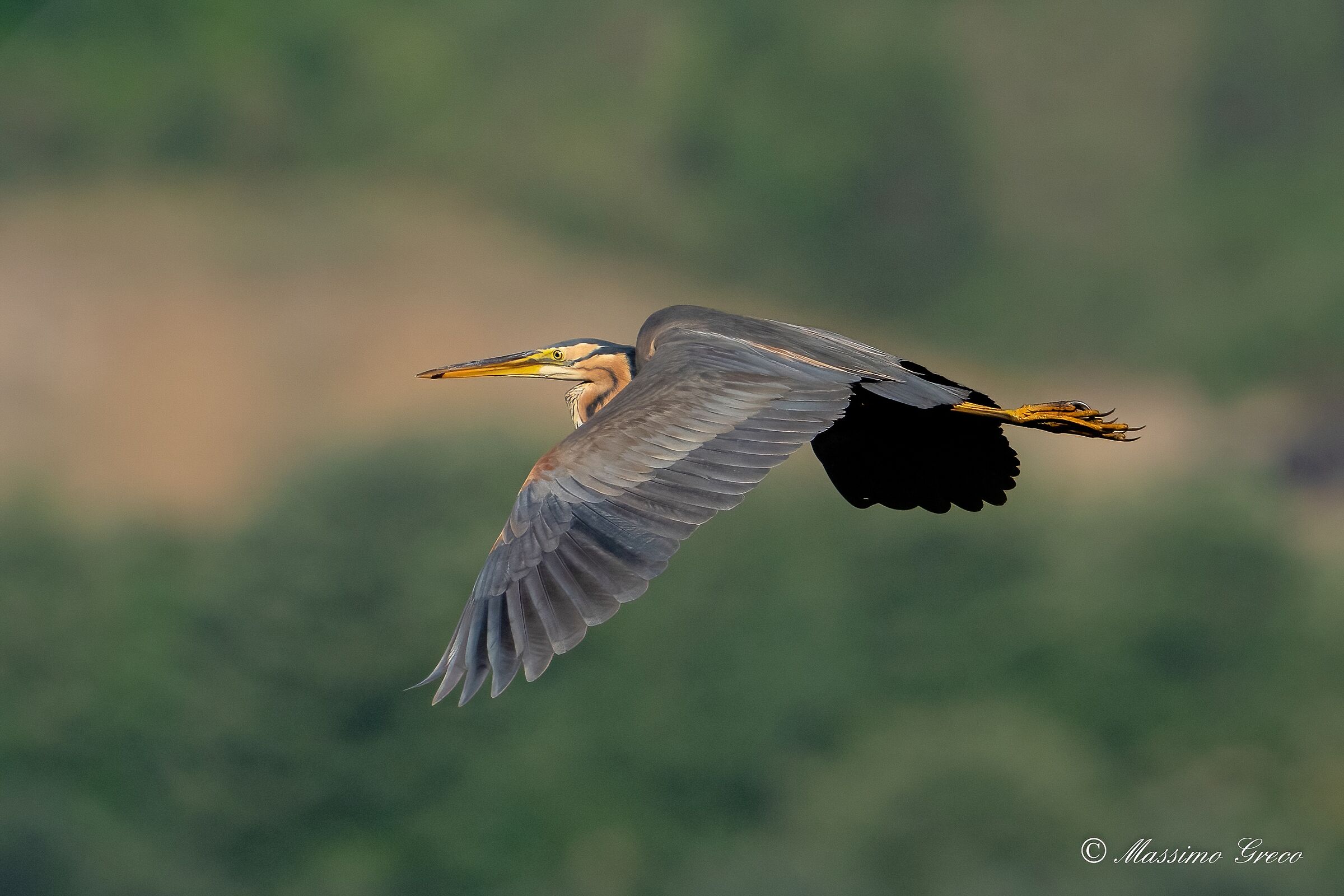 Red heron (Ardea purpurea)