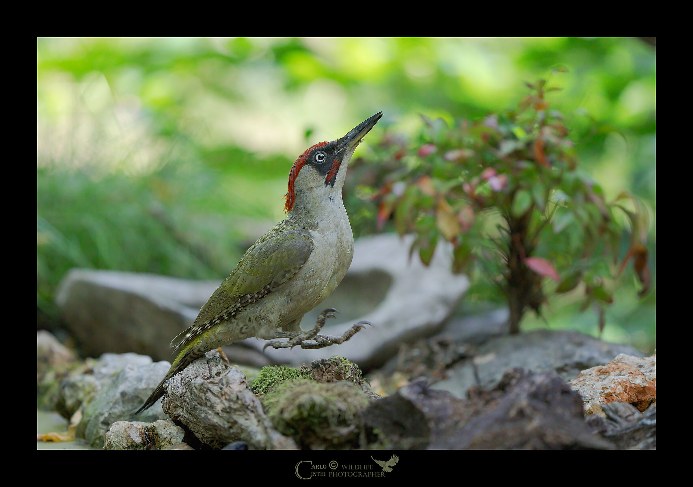 Picchio verde maschio