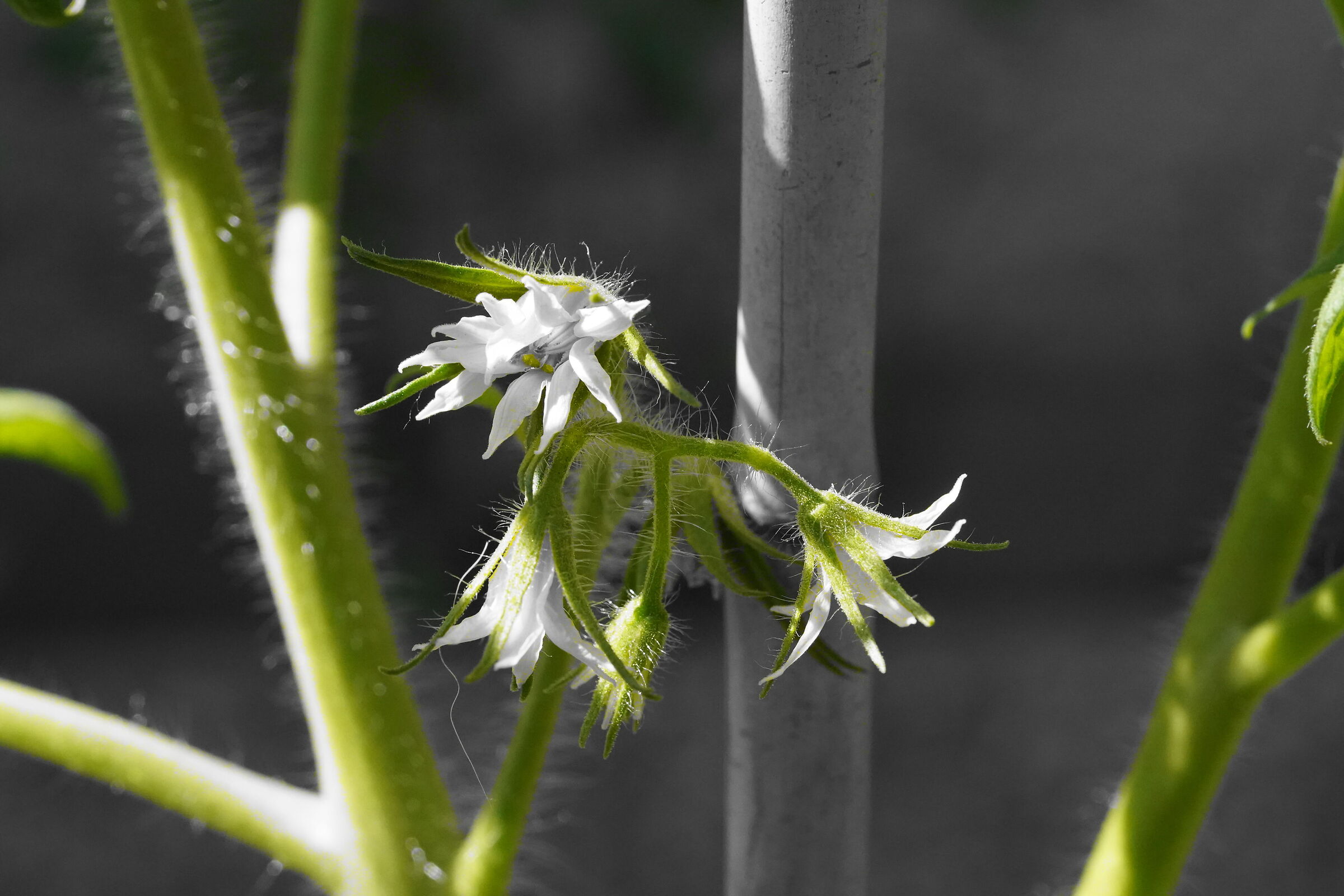 plant