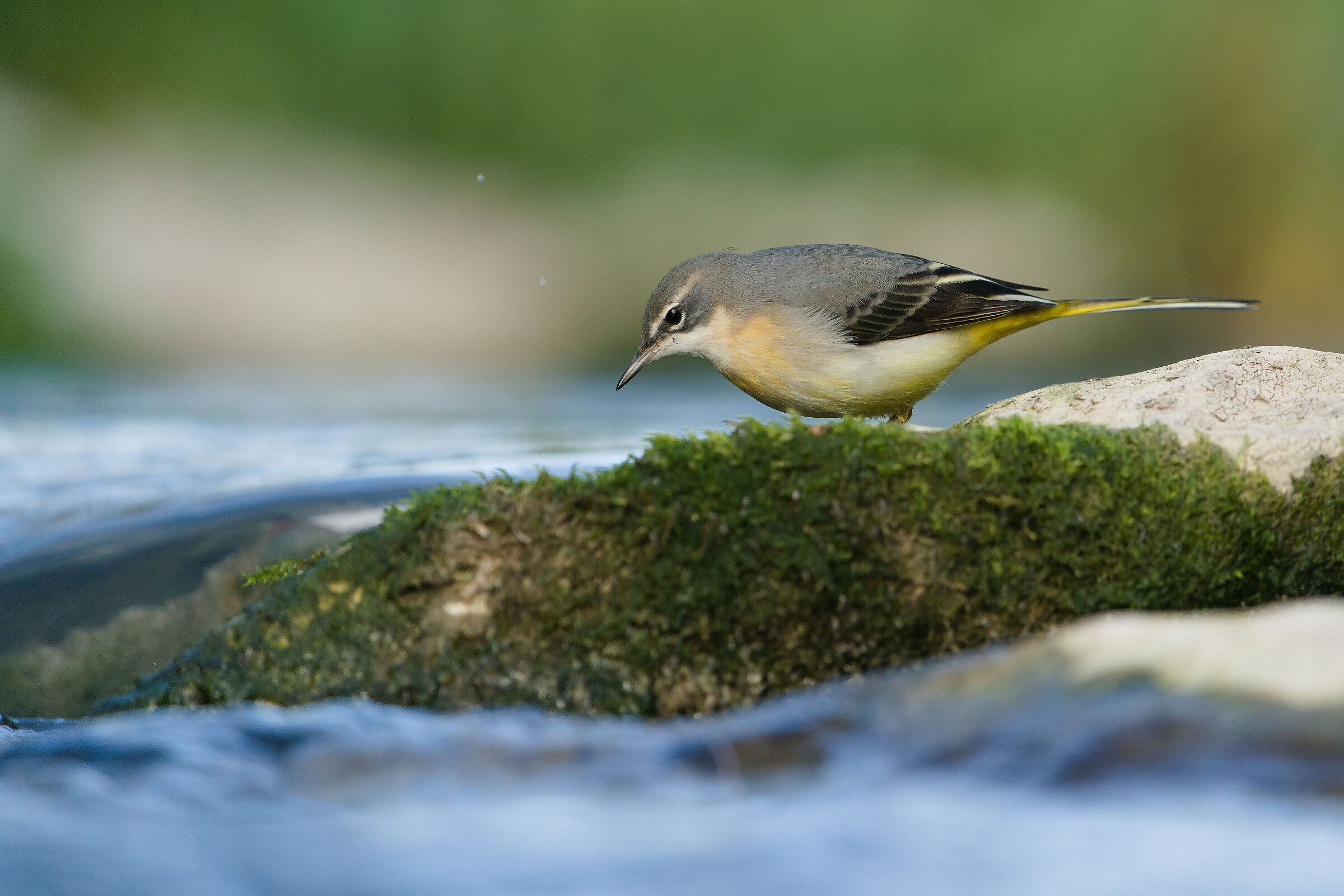 Grey wagtail