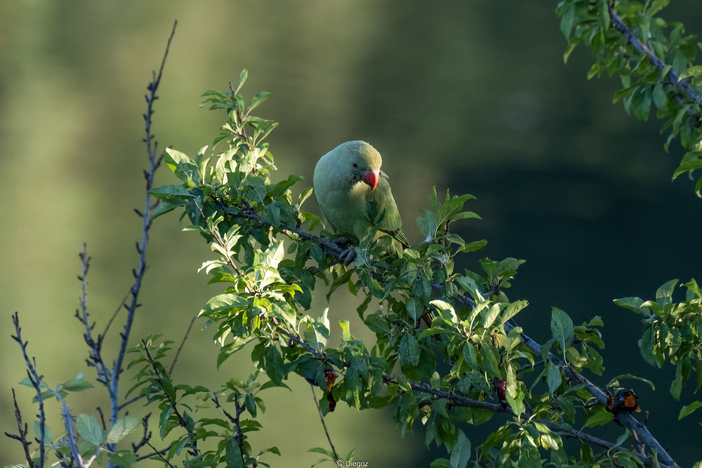 Collared parakeet