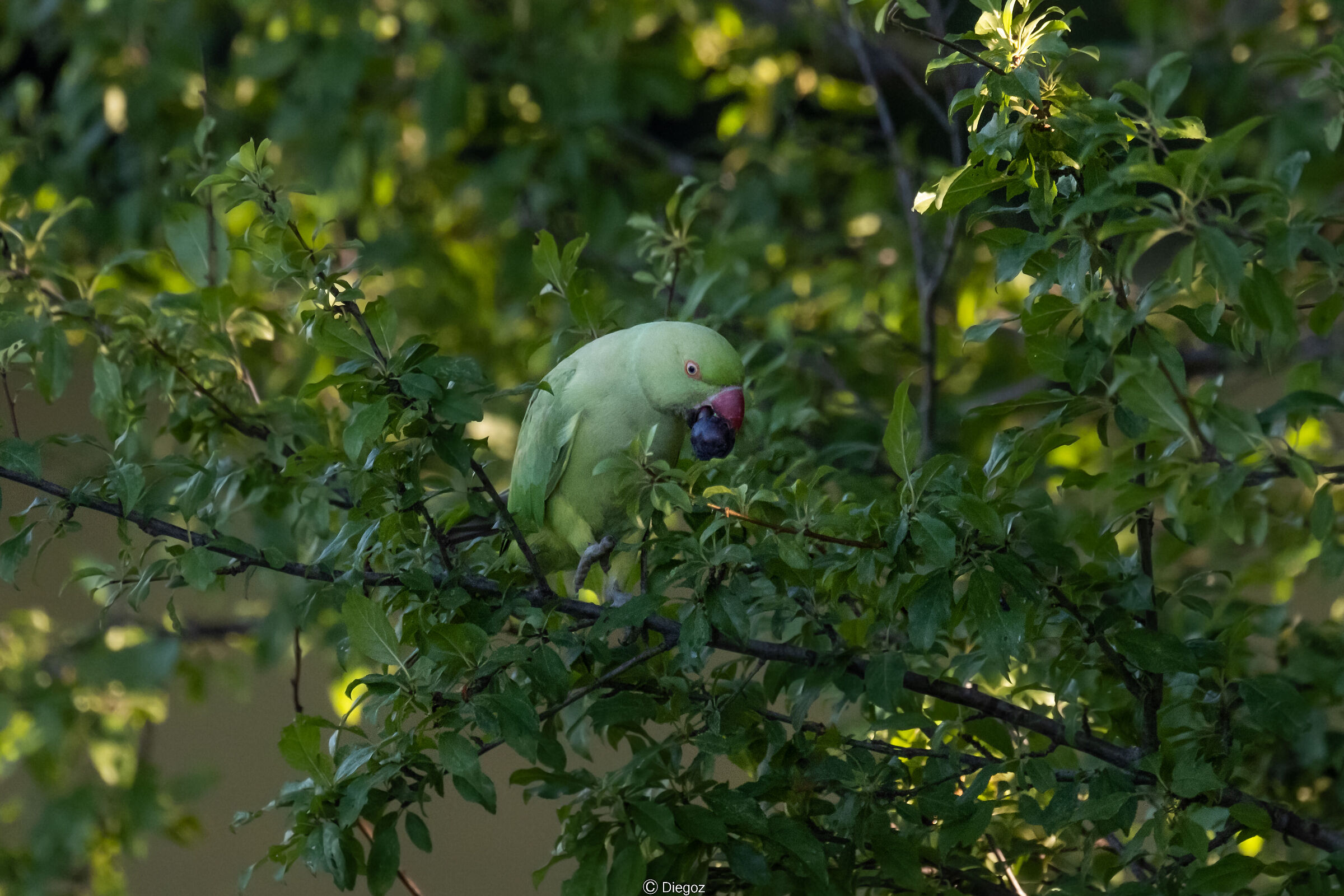 Collared parakeet