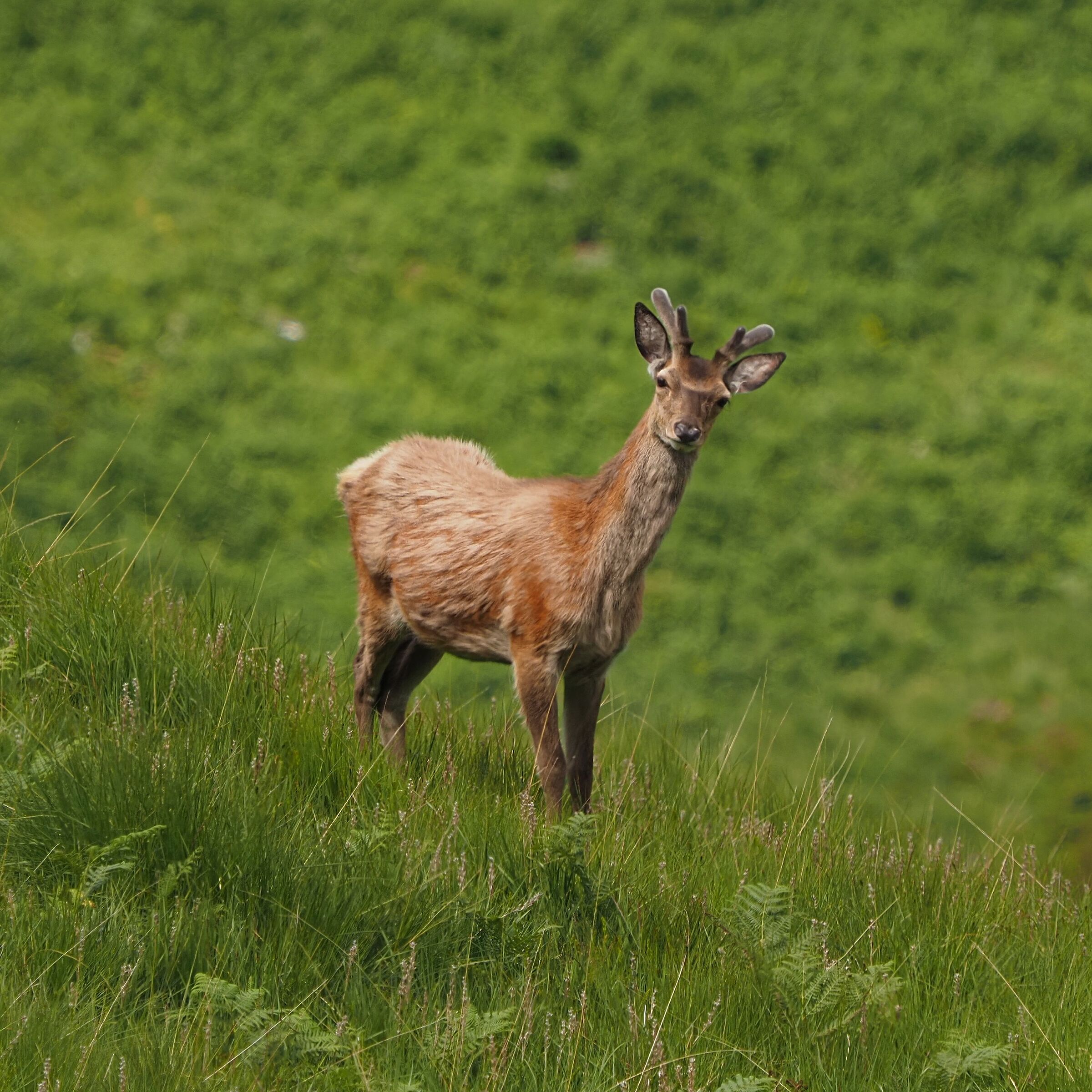 Scottish Red Deer (young boy)