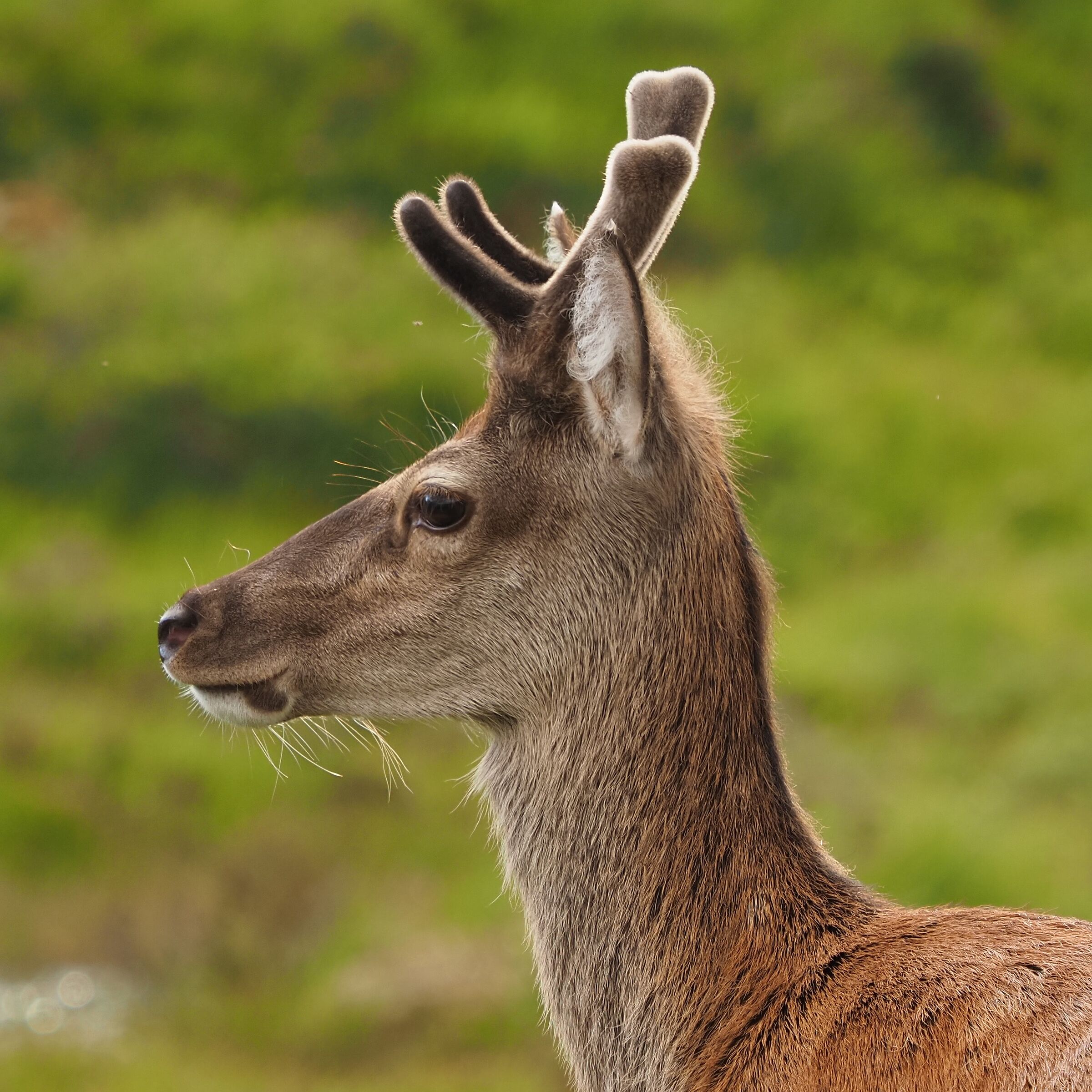 Scottish Red Deer