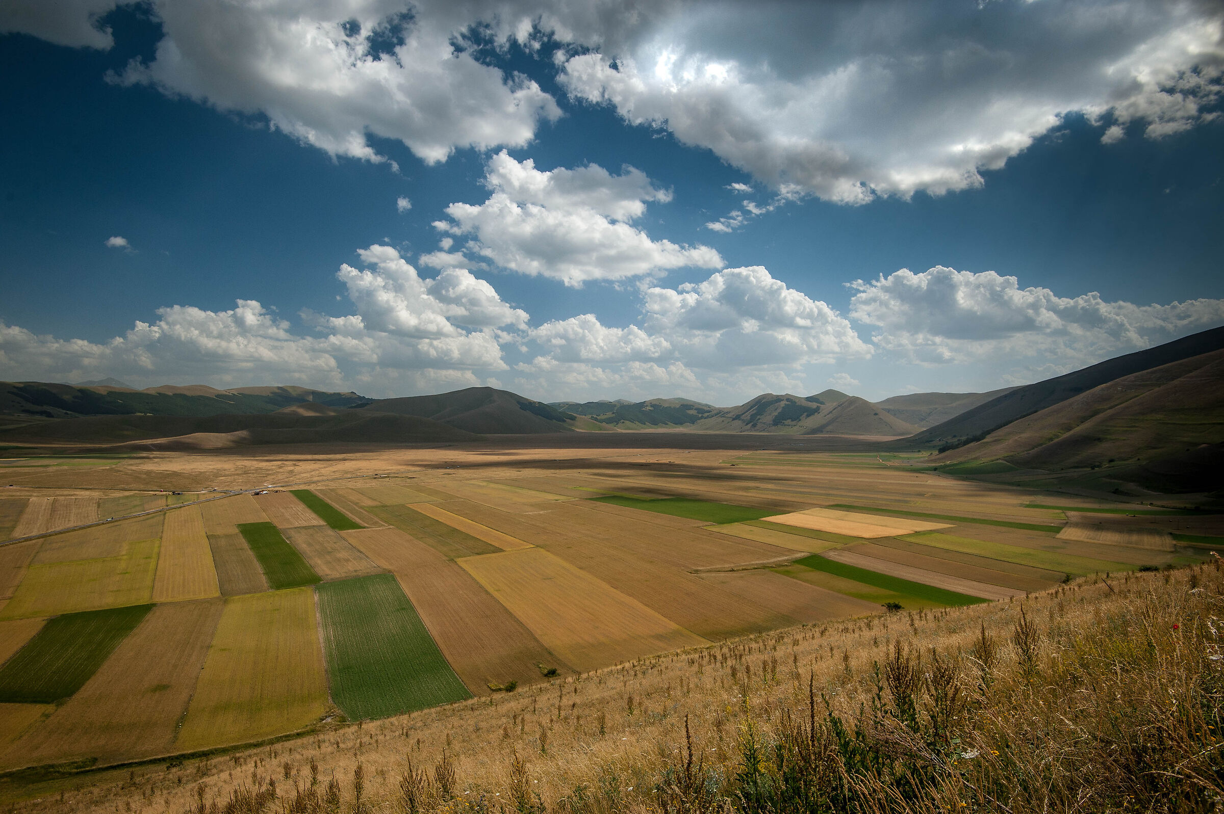 Castelluccio di Norcia: Flowering 2022
