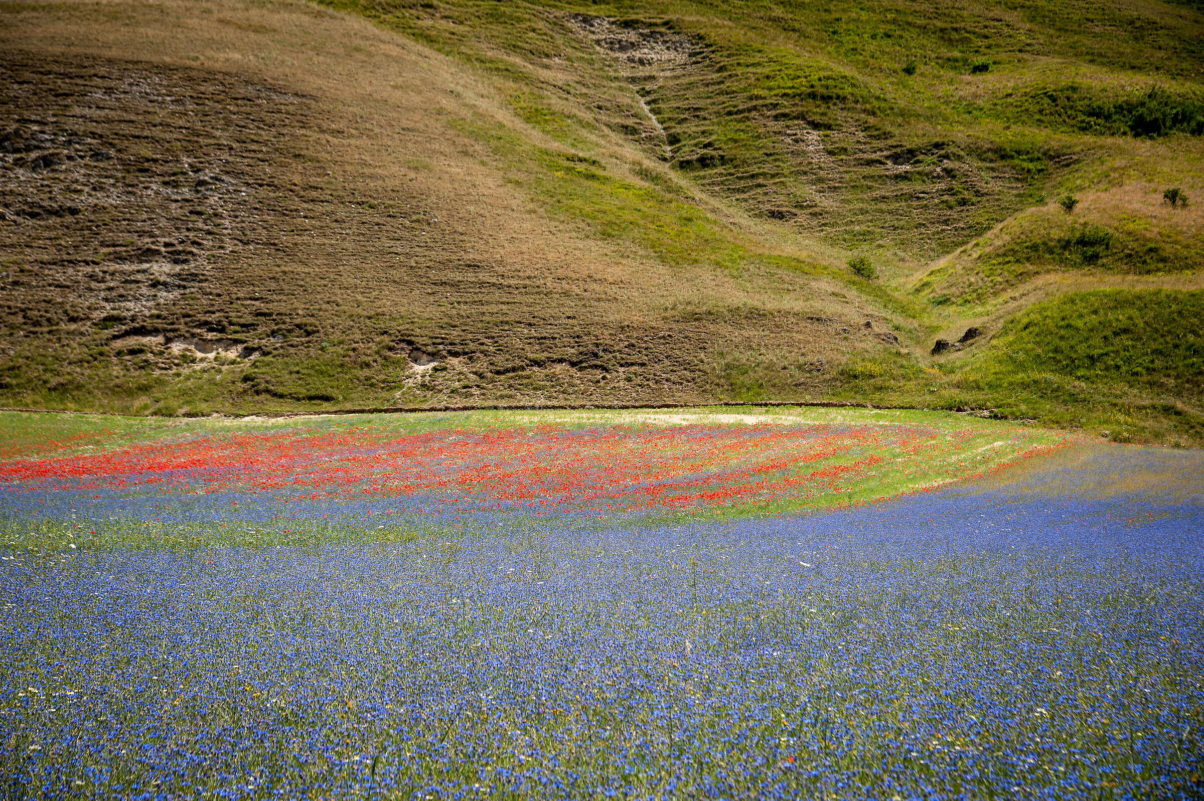 Castelluccio di Norcia: Fioritura 2022
