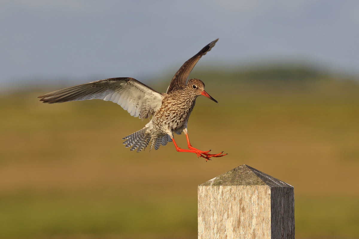 Redshank