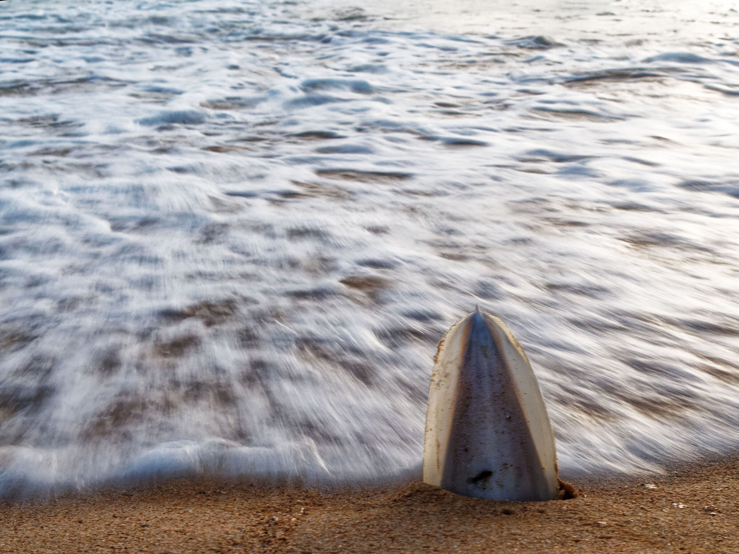 Cuttlefish bone