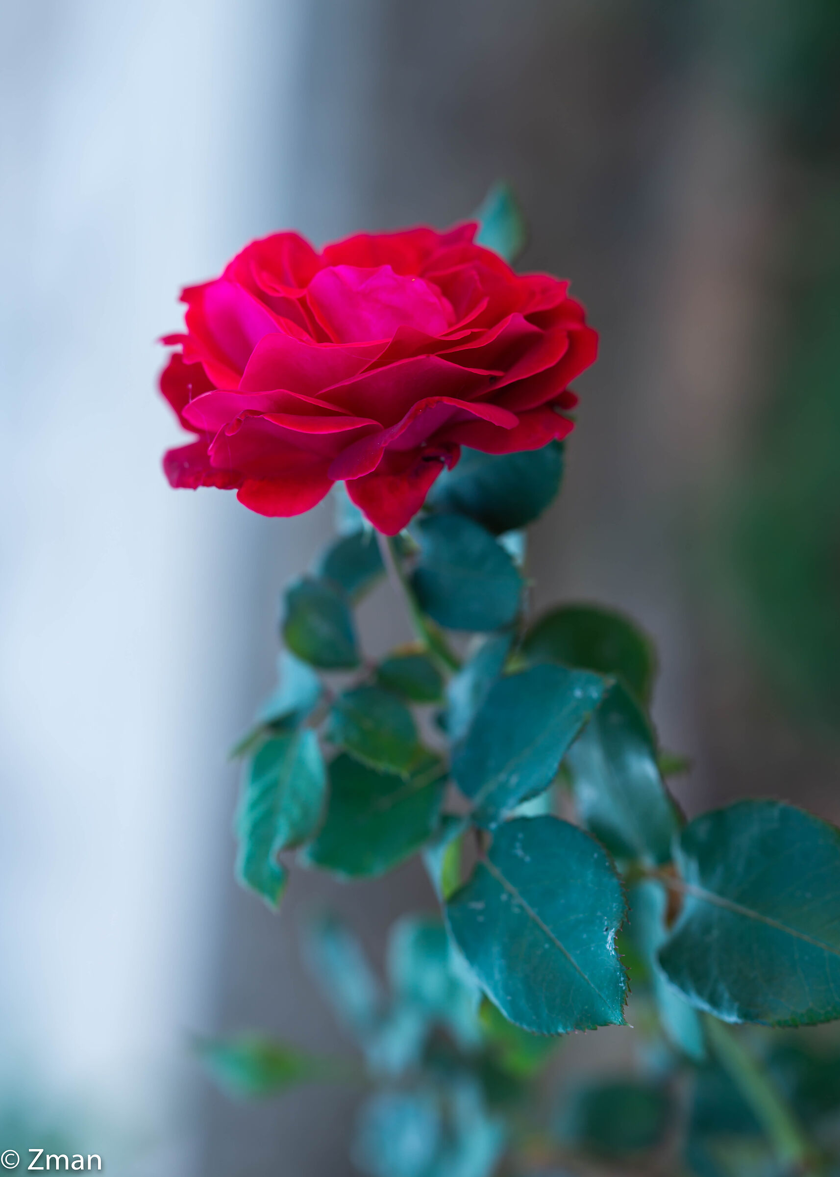 Red Rose
