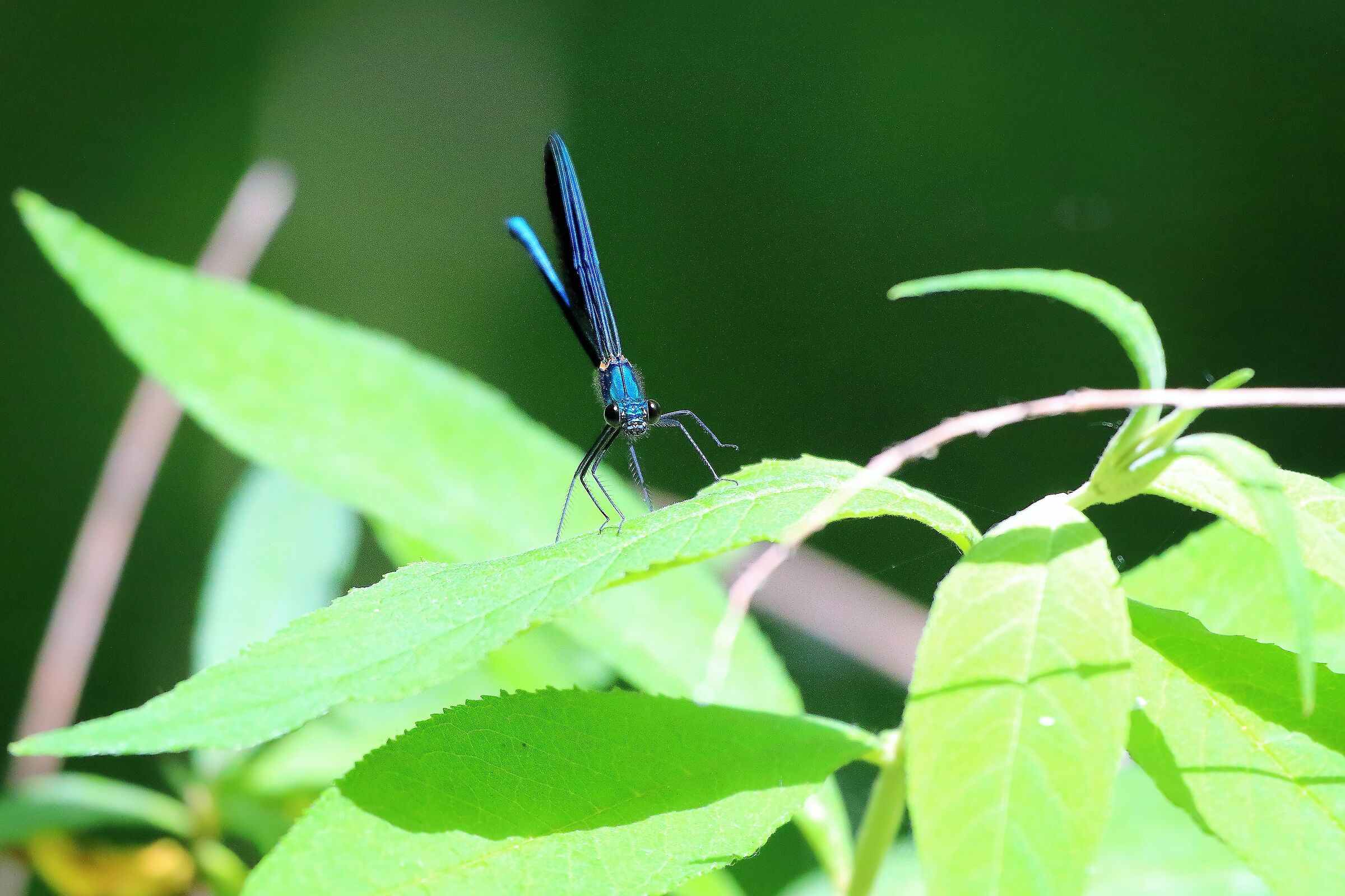 libellula 04-06-2022